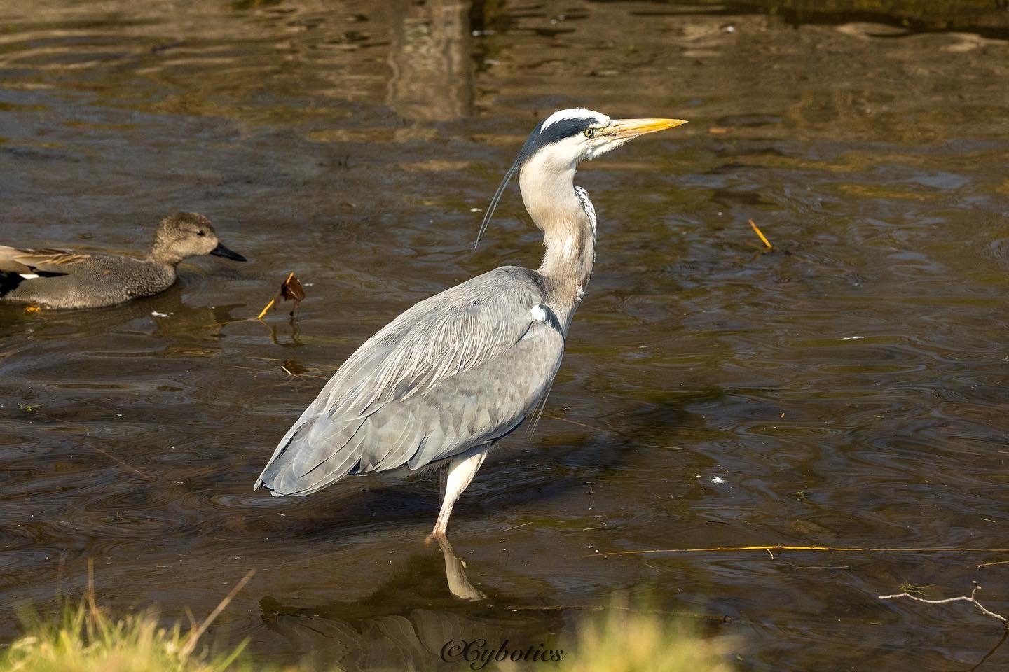 Grey Heron