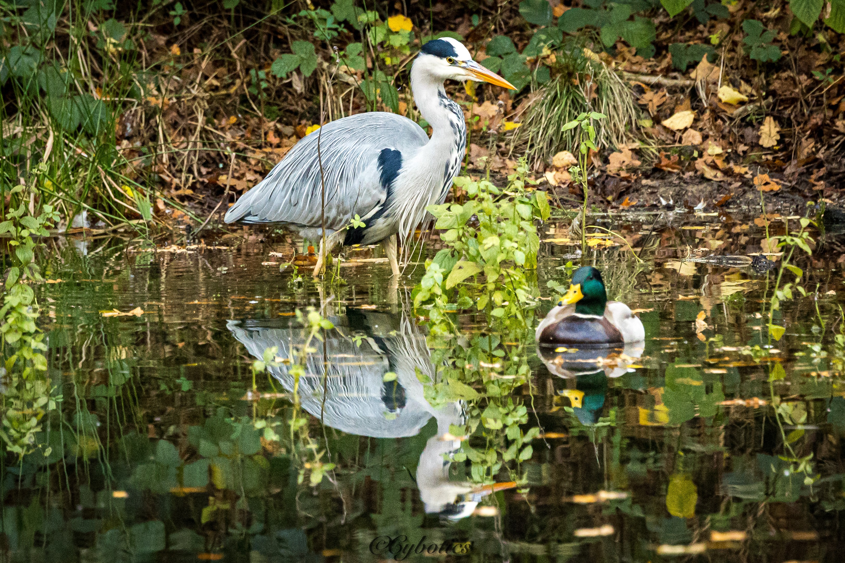 Grey Heron