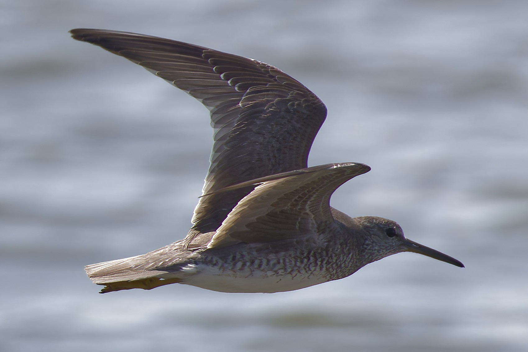 Grey-tailed tattler