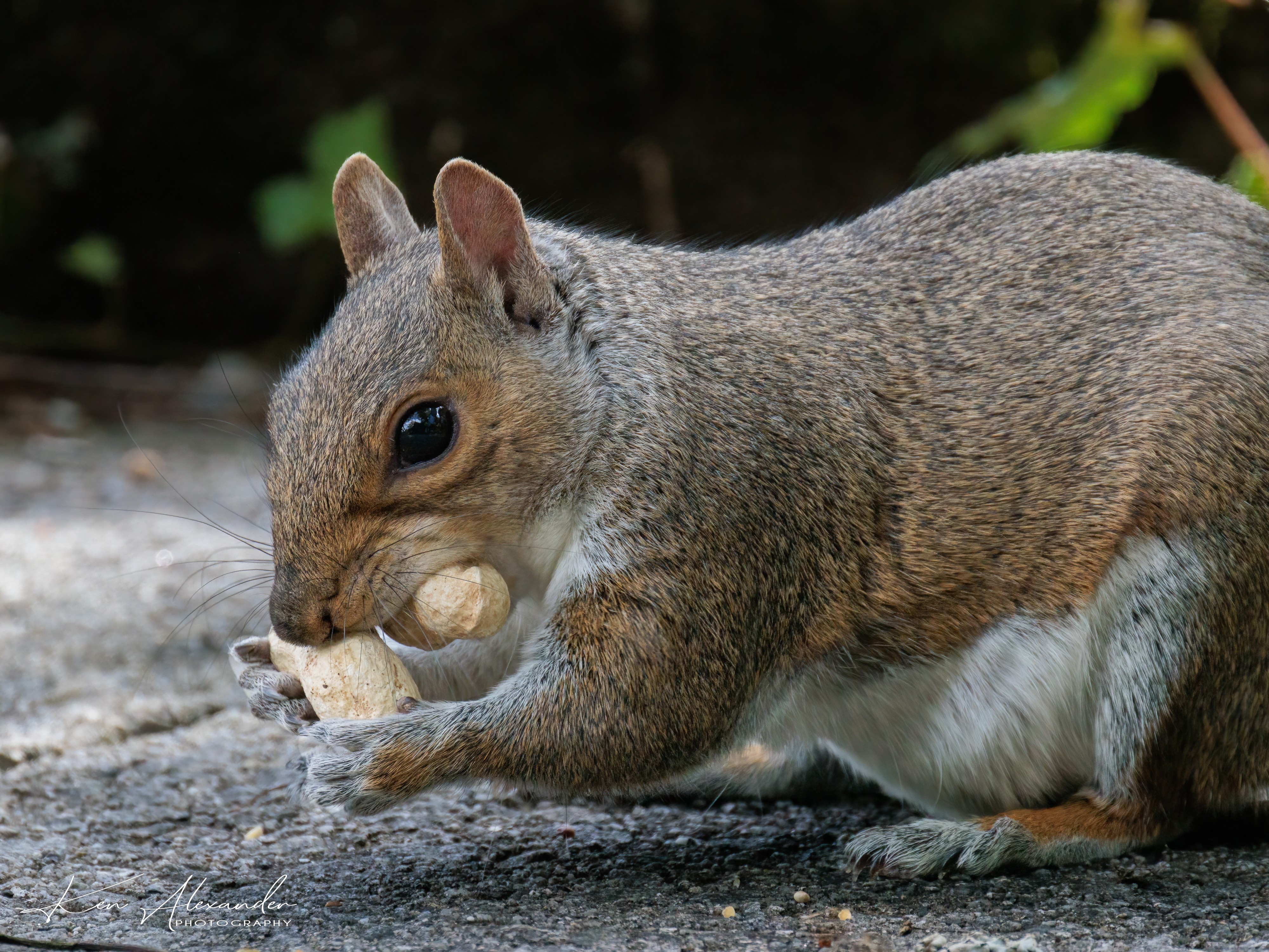 Grey_Squirrel-01-.jpg