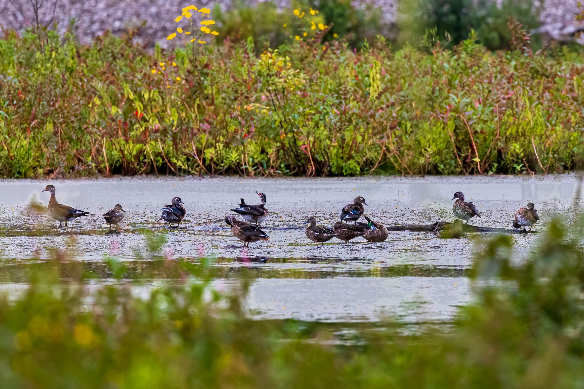 Group of Wood Duck