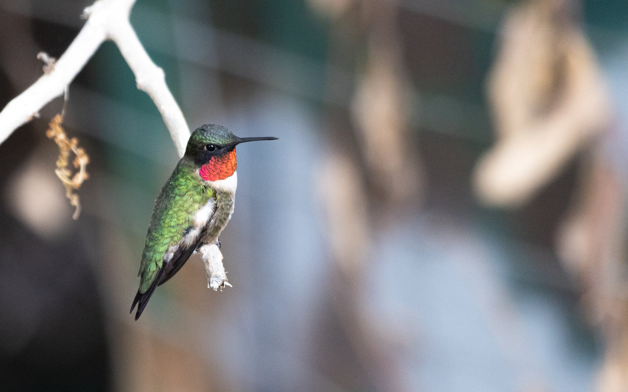 Guarding the Feeder