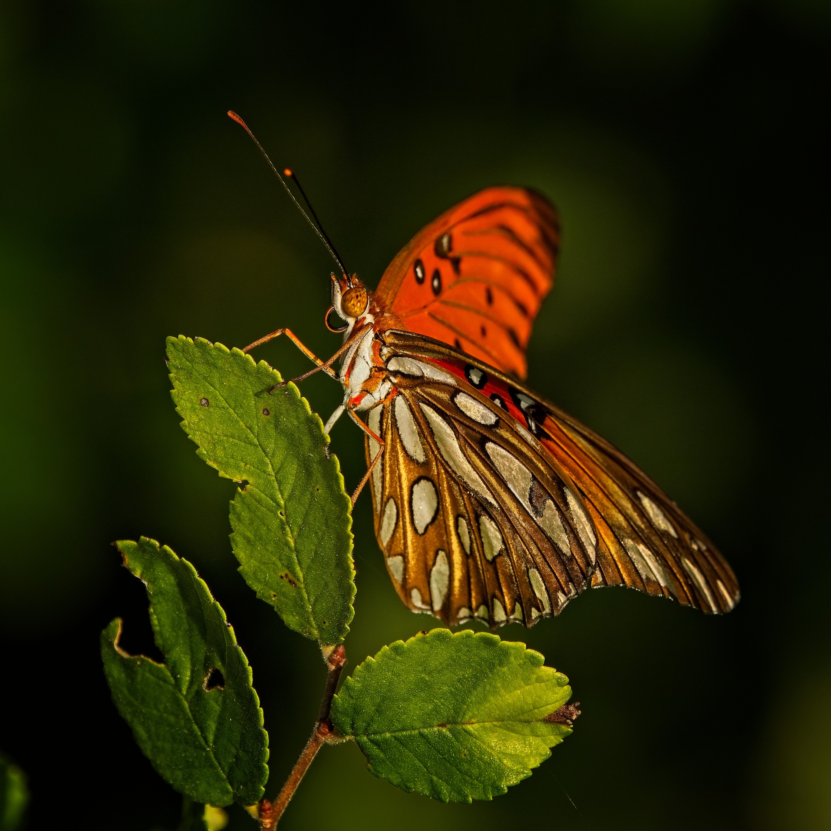 Gulf Fritillary Butterfly