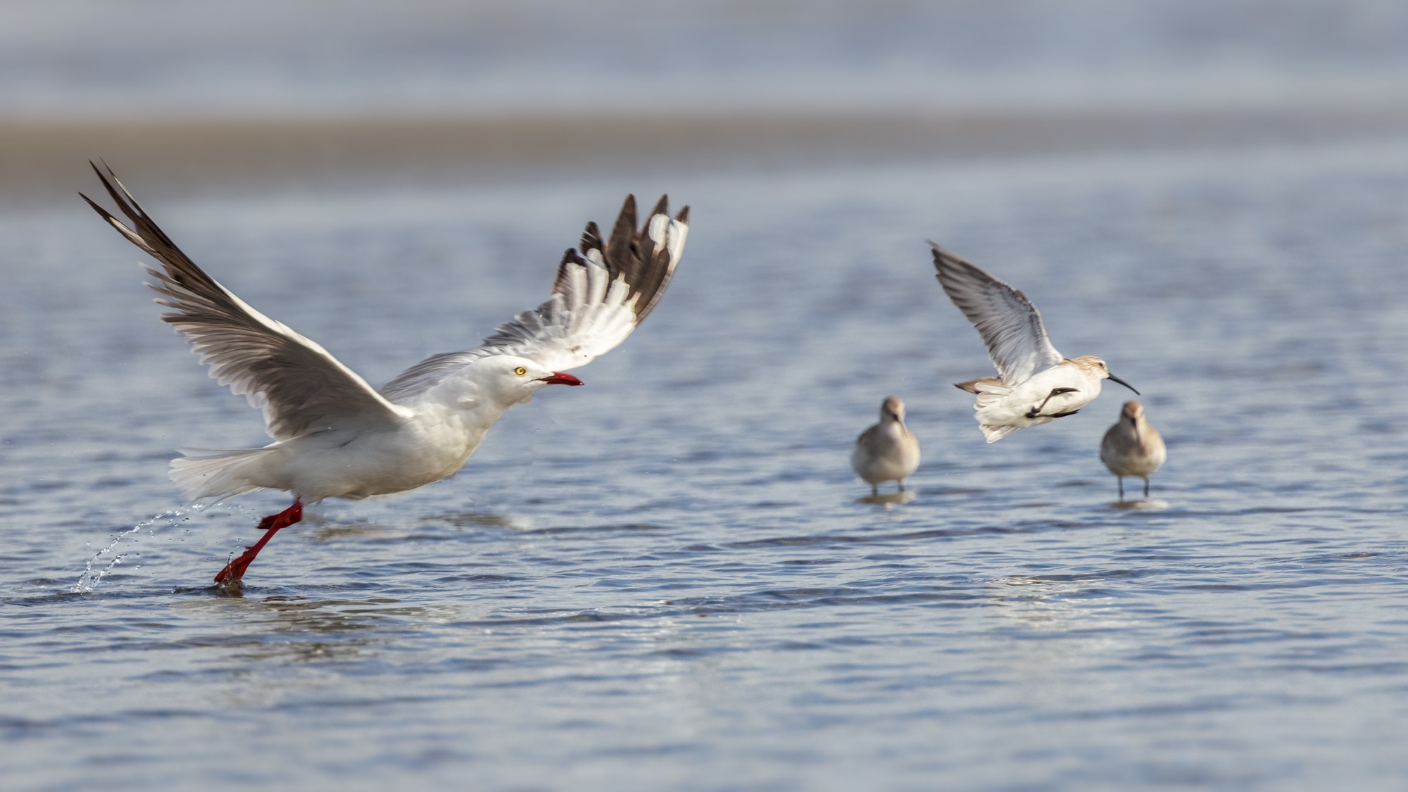 gull-silver-bif-to-000-e-2000px.jpg