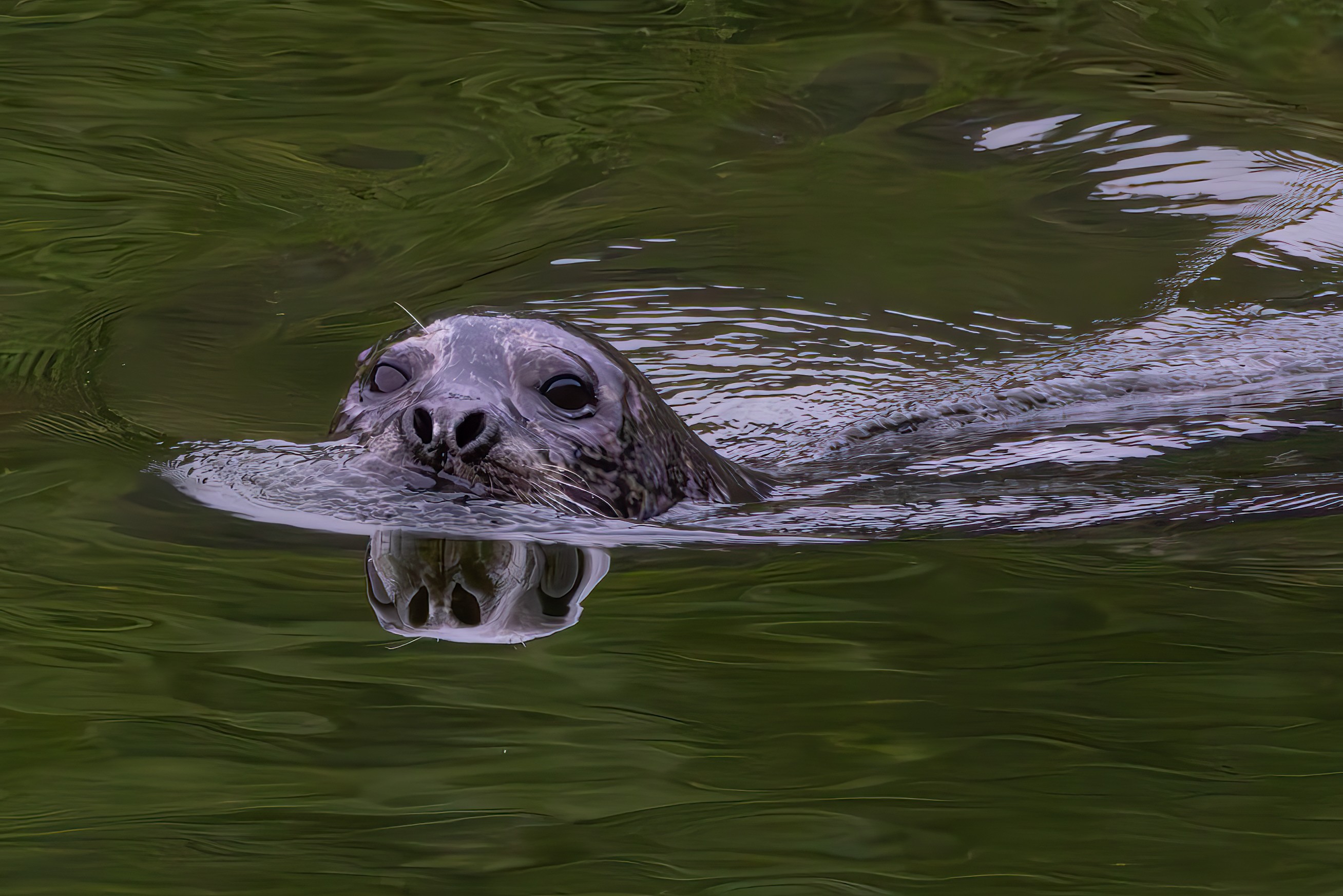 Harbor Seal Hunting Salmon