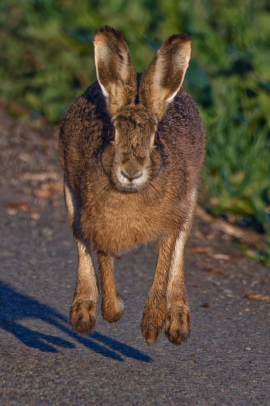 Hare- bourne !