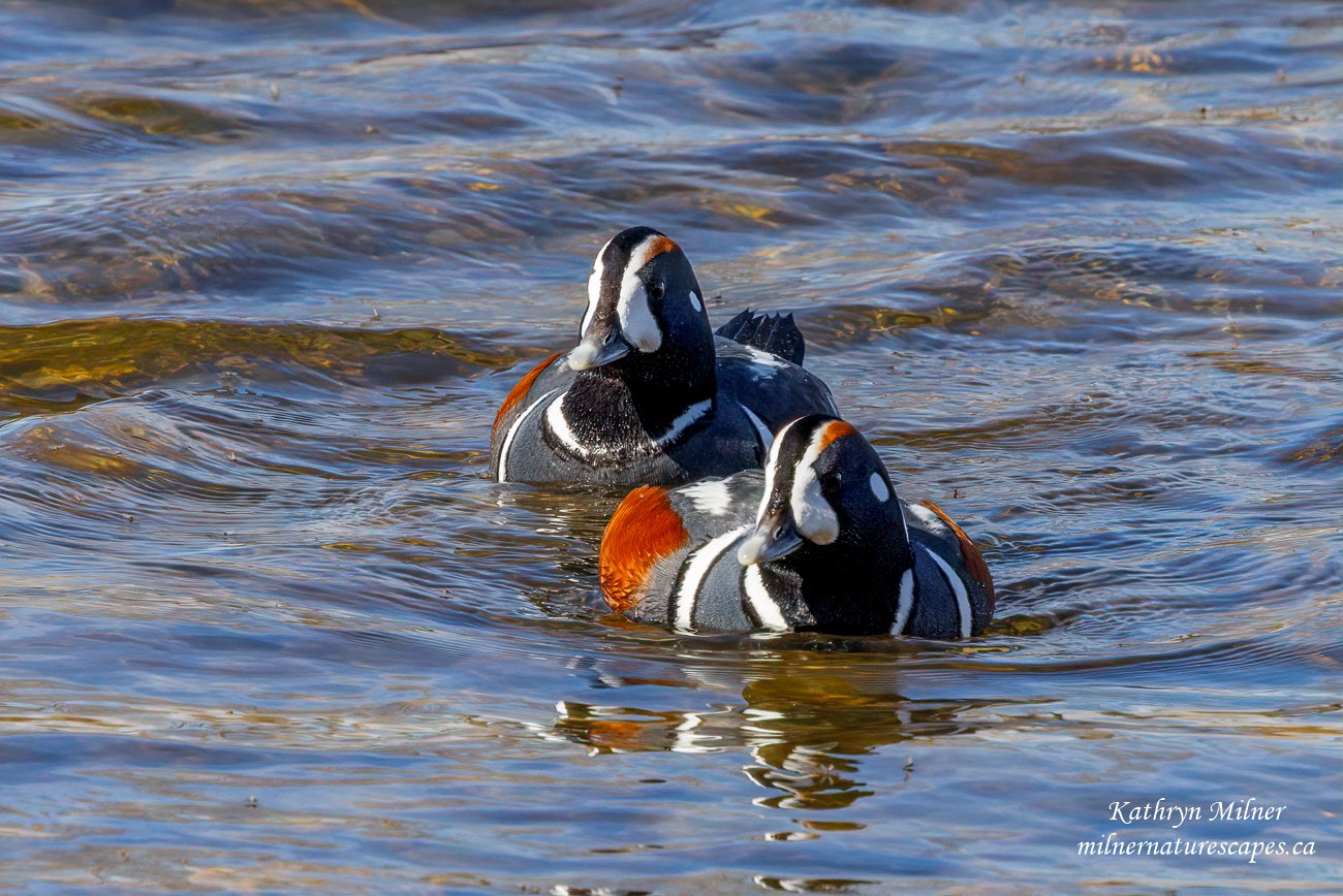 Harlequin Duck males 2.jpg