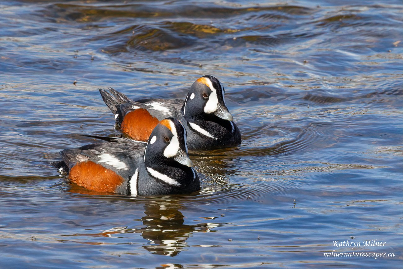 Harlequin Duck males.jpg