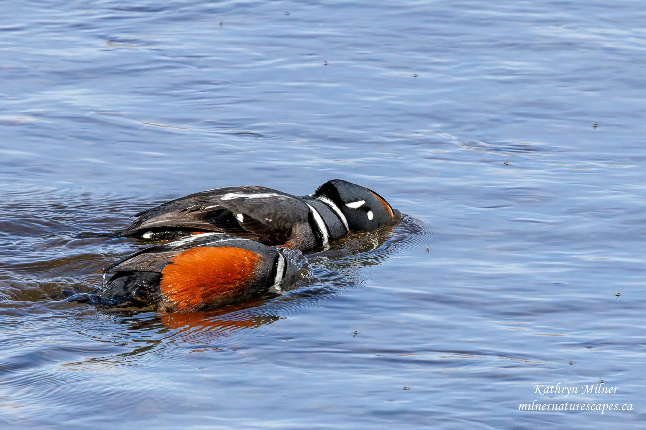 Harlequin Ducks fishing.jpg