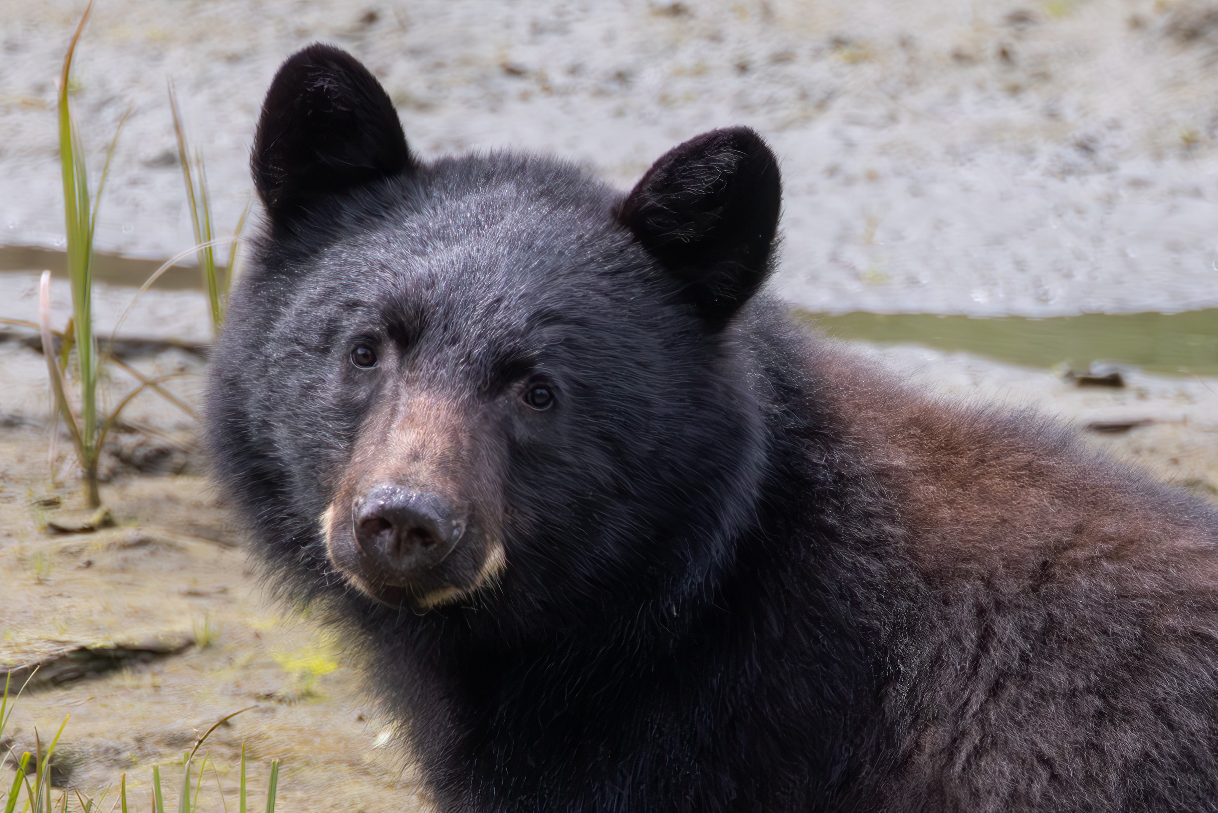 Headshot of a bear at Herring Cove, Ketchikan, Alaska