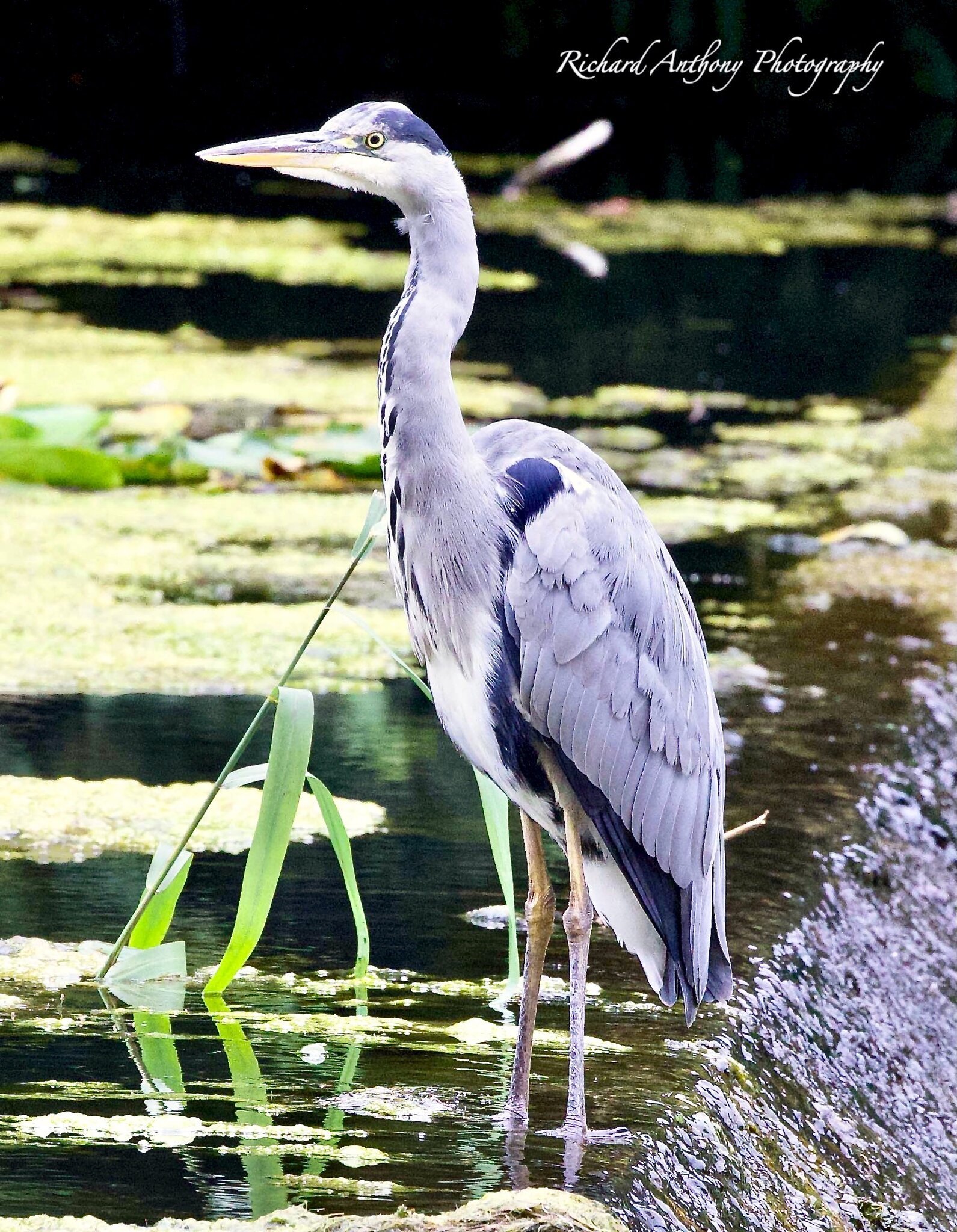 Heron 1 .jpeg