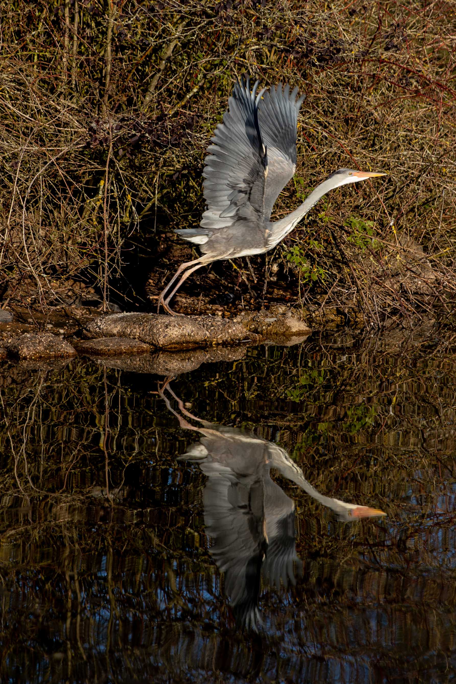 HERON (4 of 13).JPG