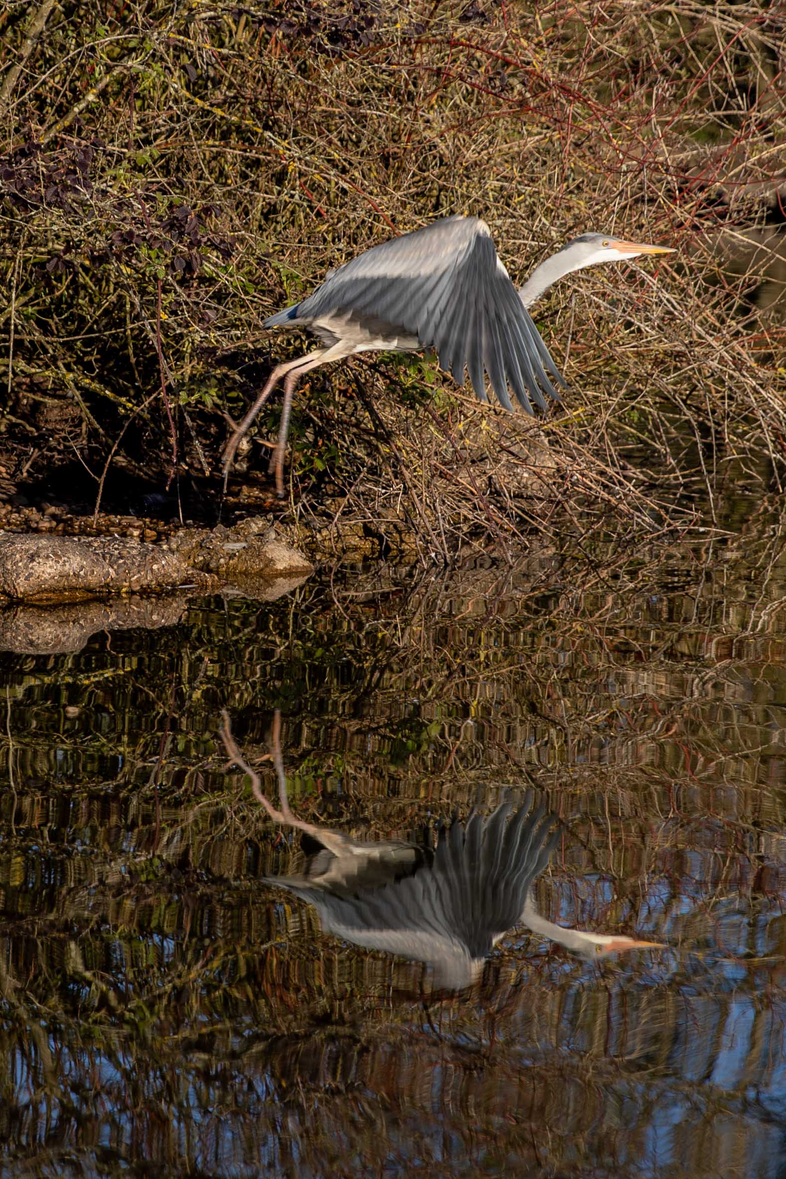 HERON (6 of 13).JPG