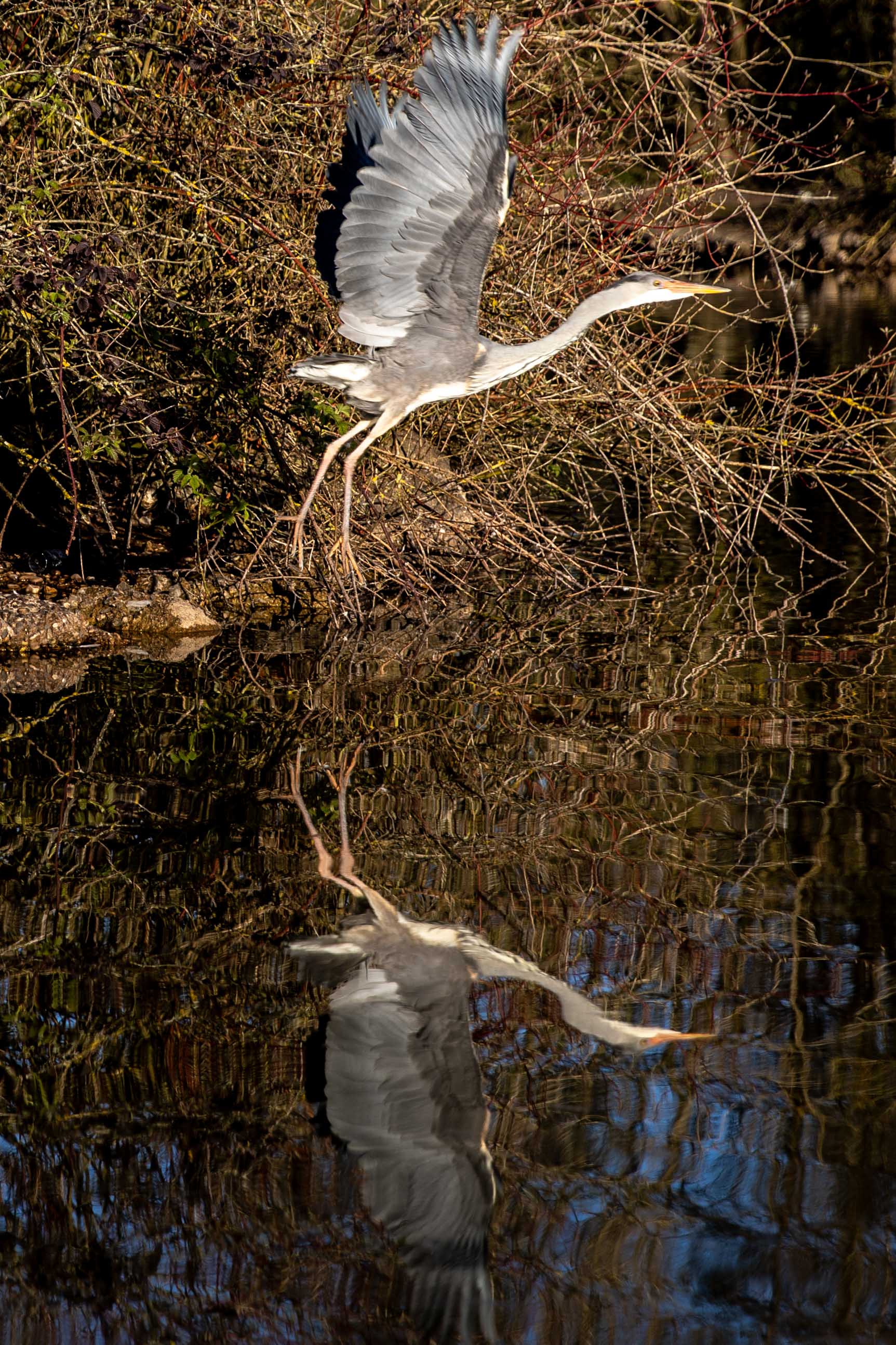 HERON (7 of 13).JPG