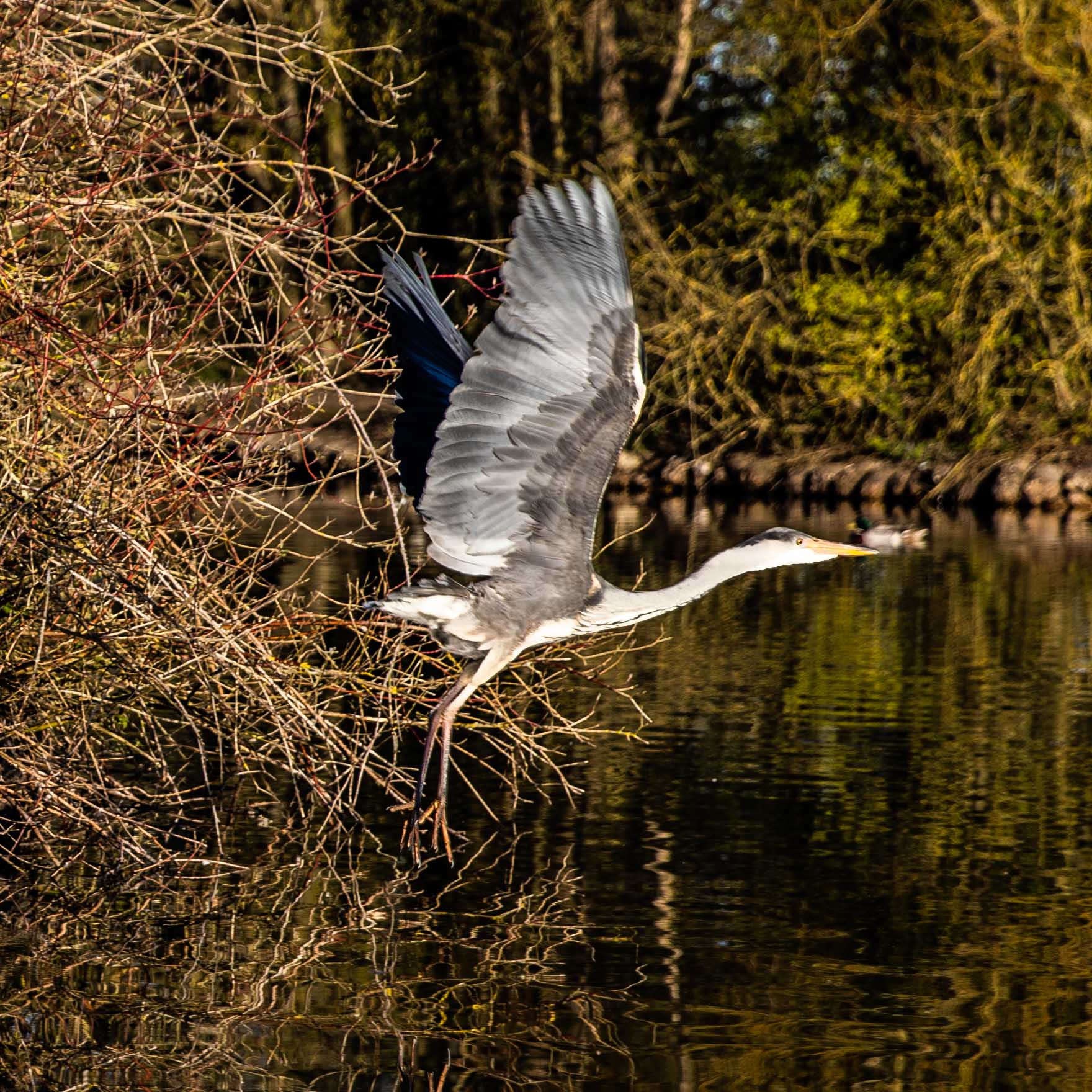 HERON (8 of 13).JPG