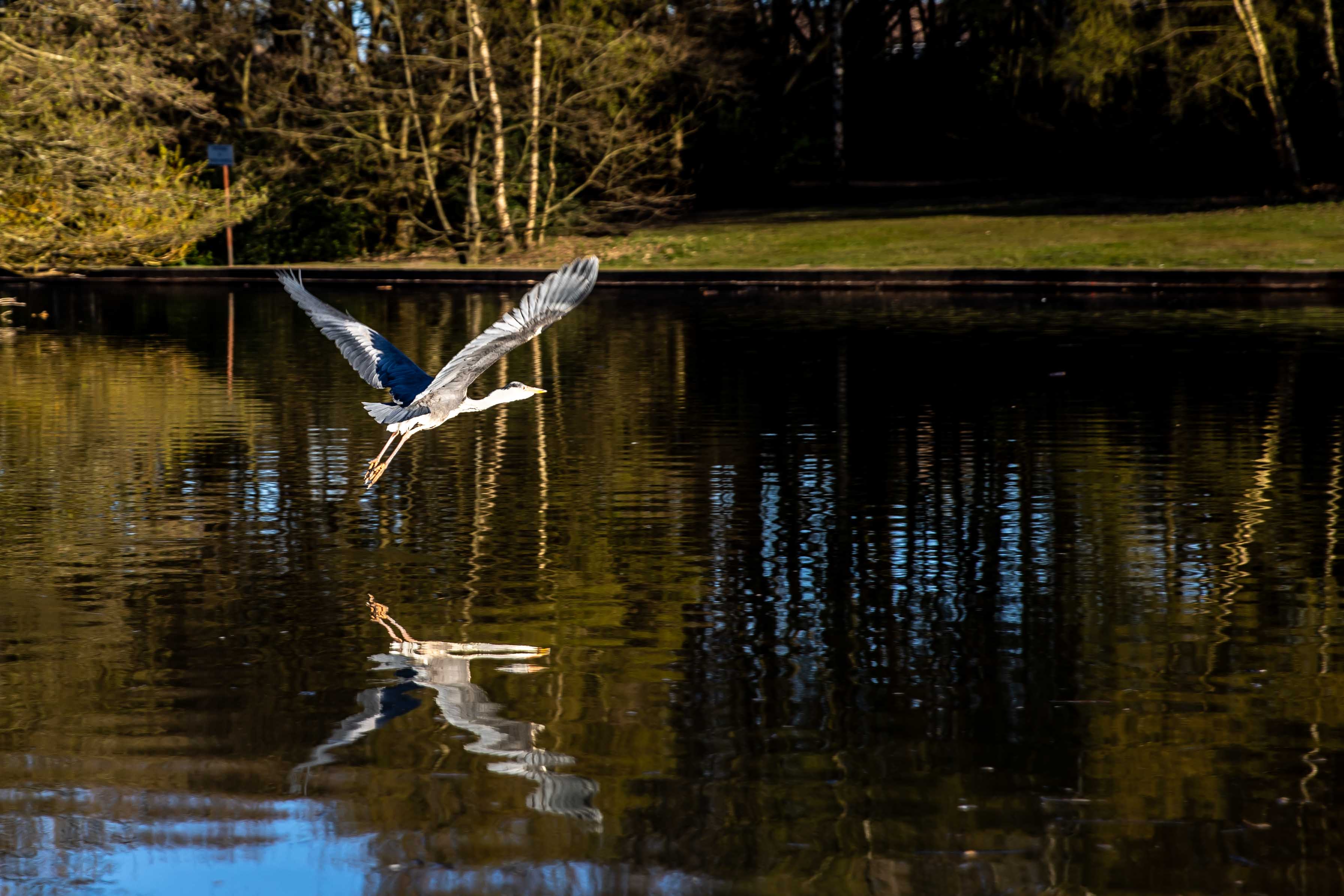 HERON (9 of 13).JPG