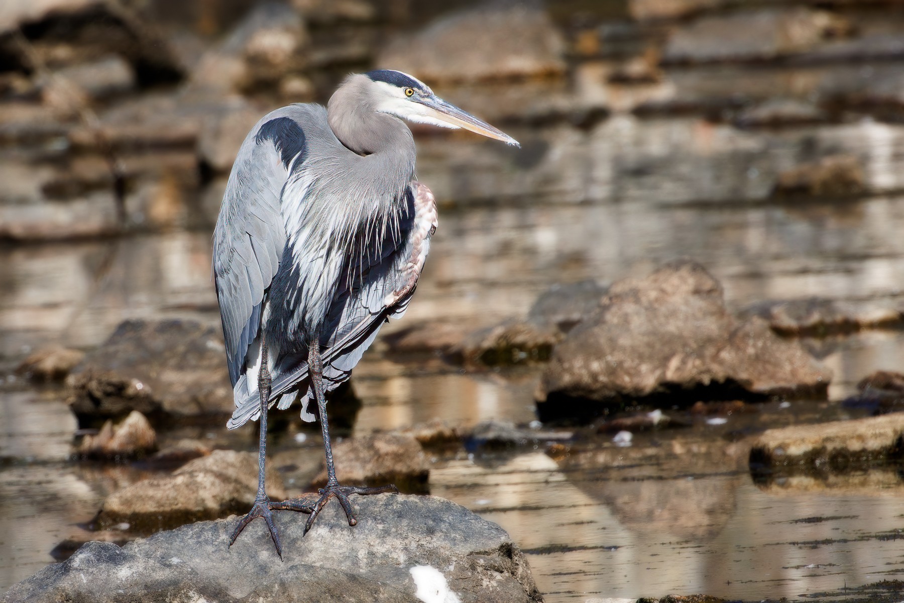 Heron at LR  Dam.jpg