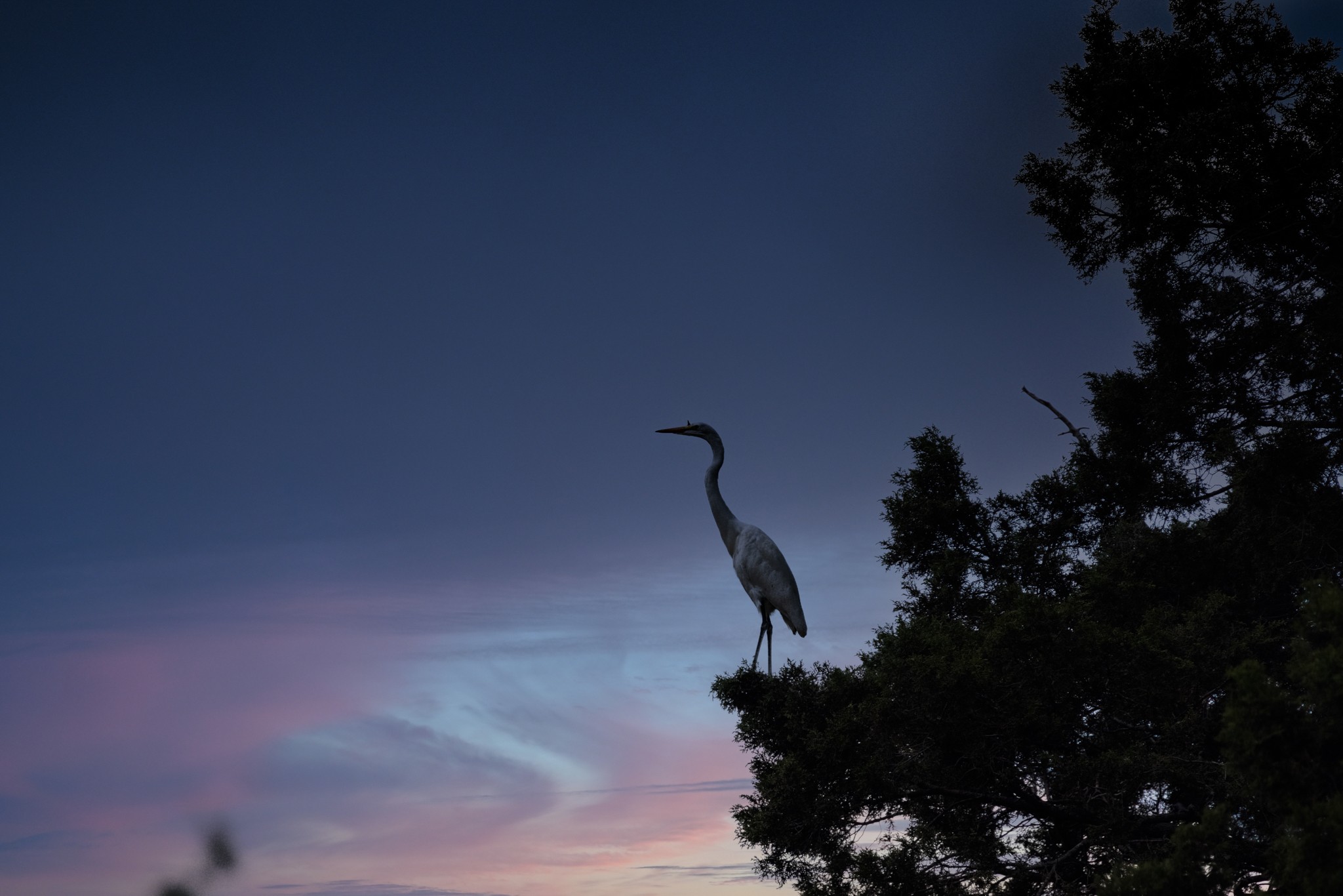 Heron evening.jpg