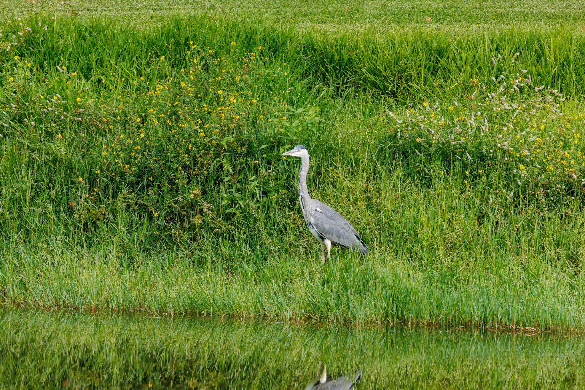 Heron3.jpg