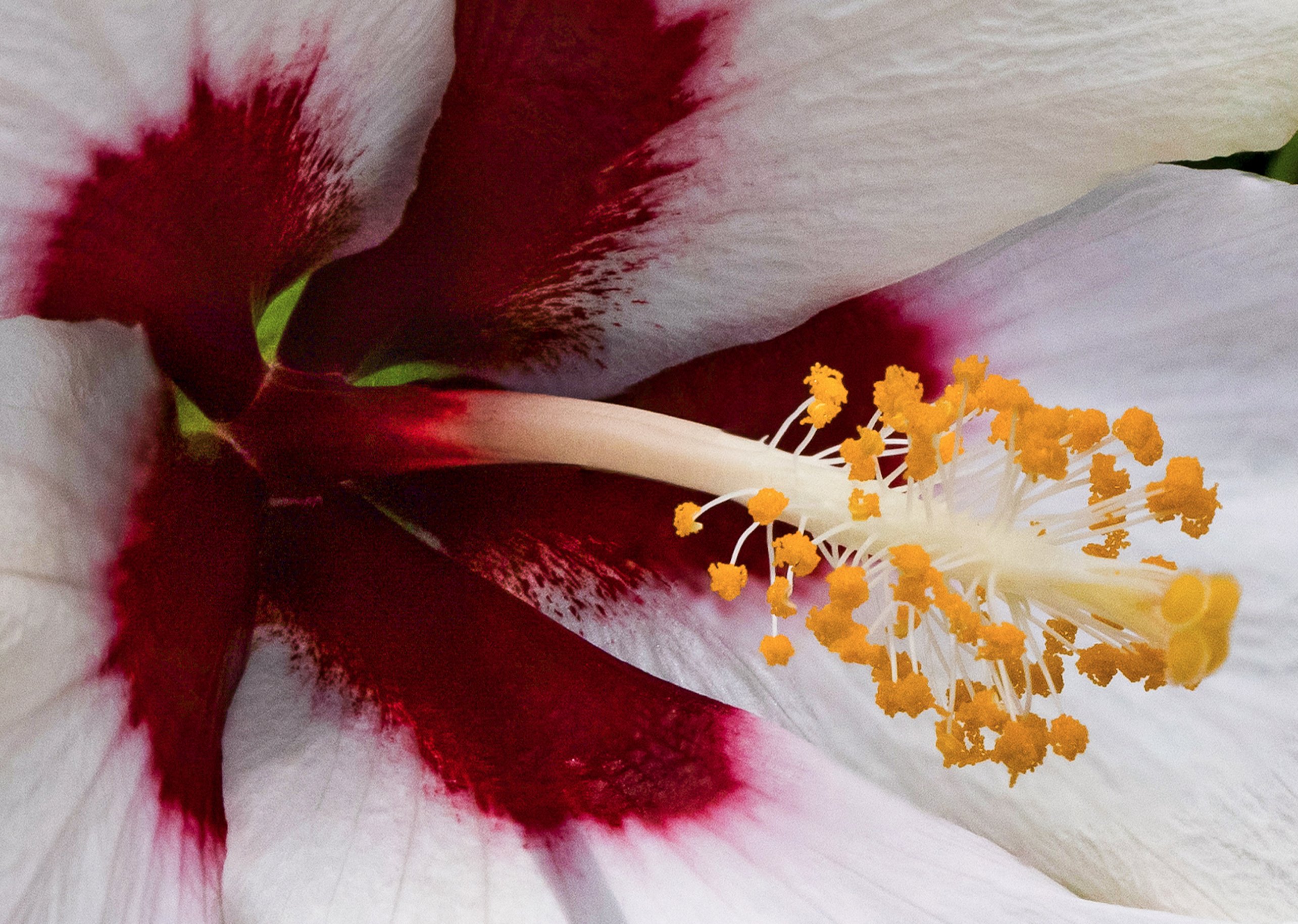 Hibiscus detail.jpg