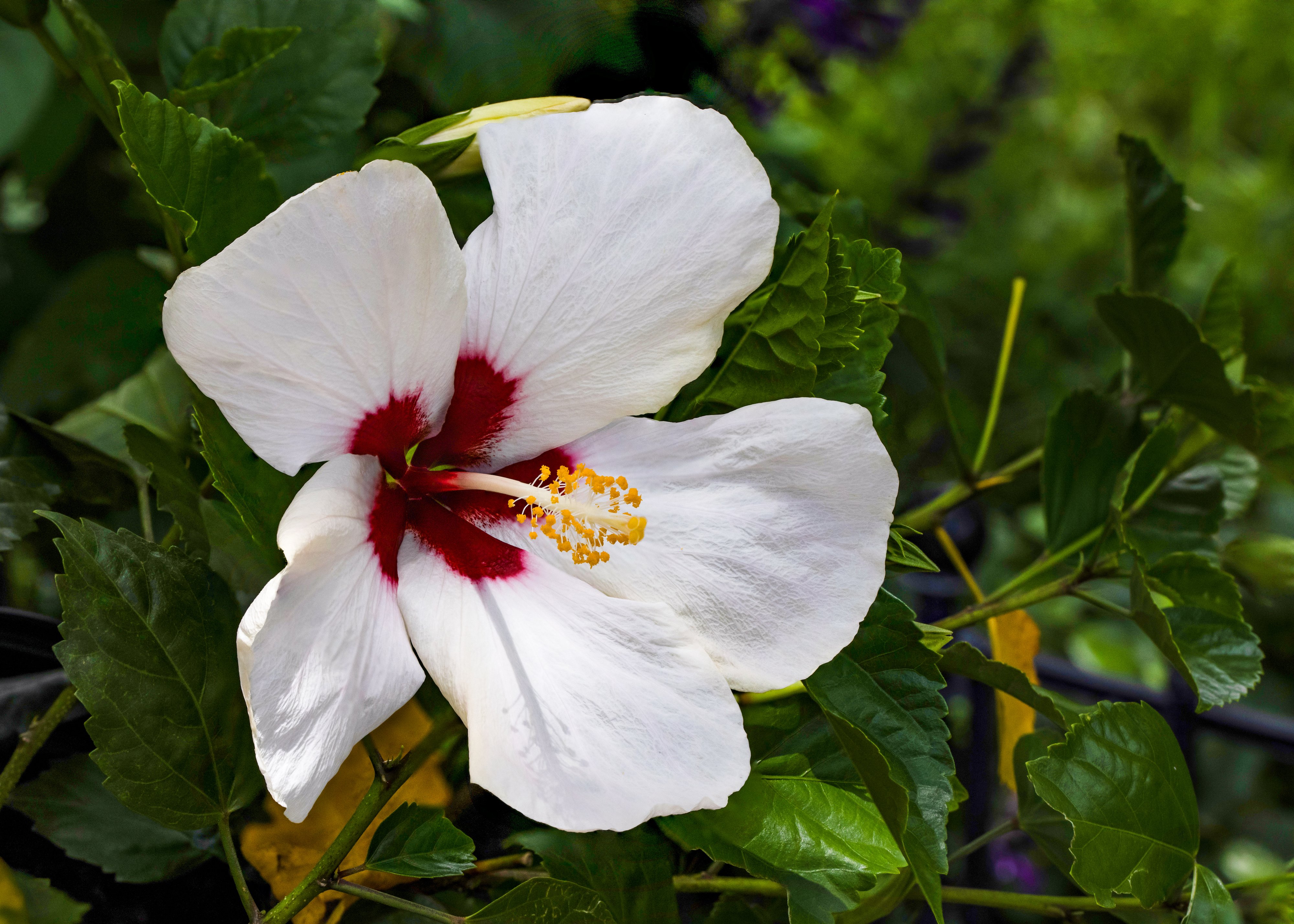 Hibiscus