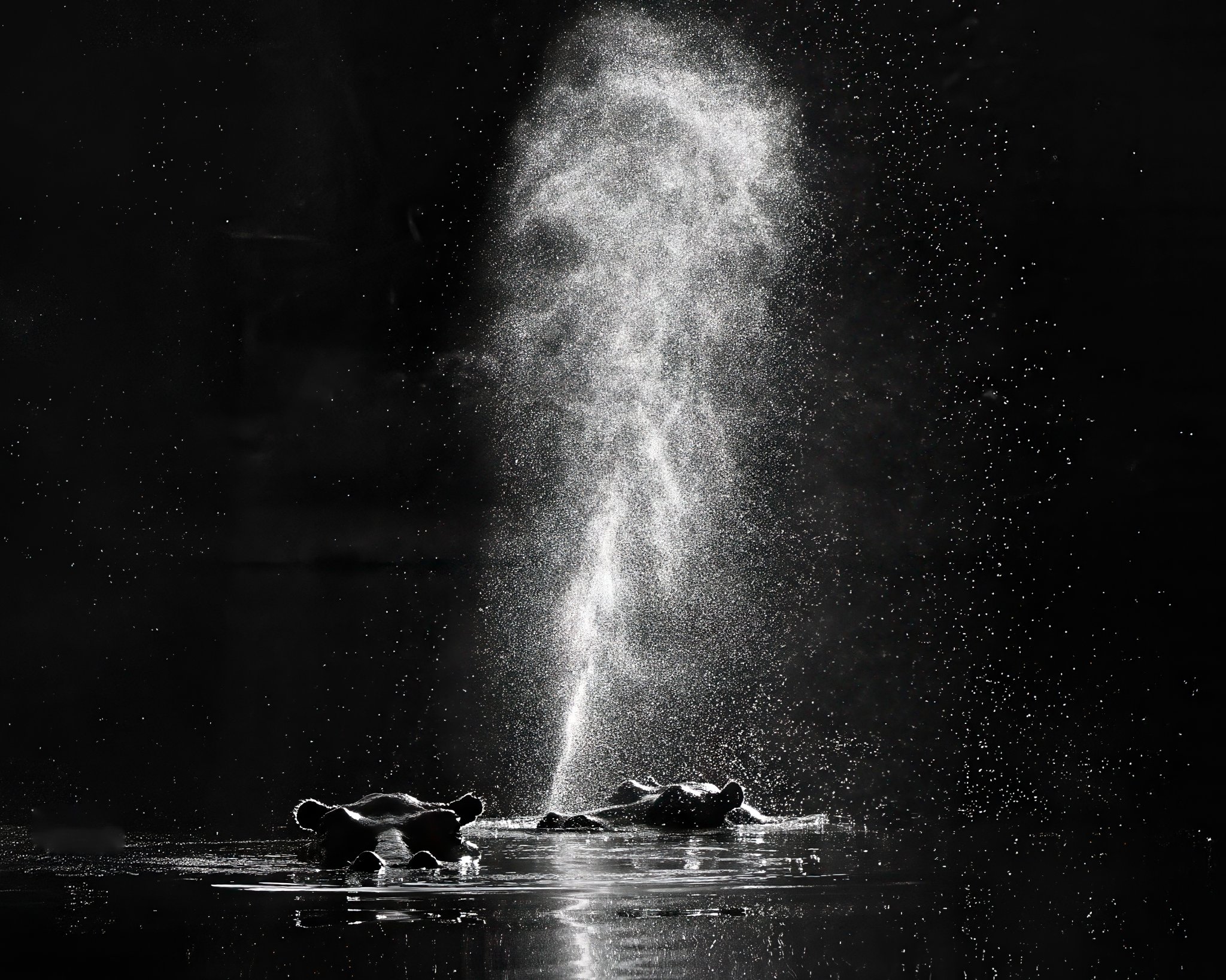 hippos blowing (1 of 1).jpg