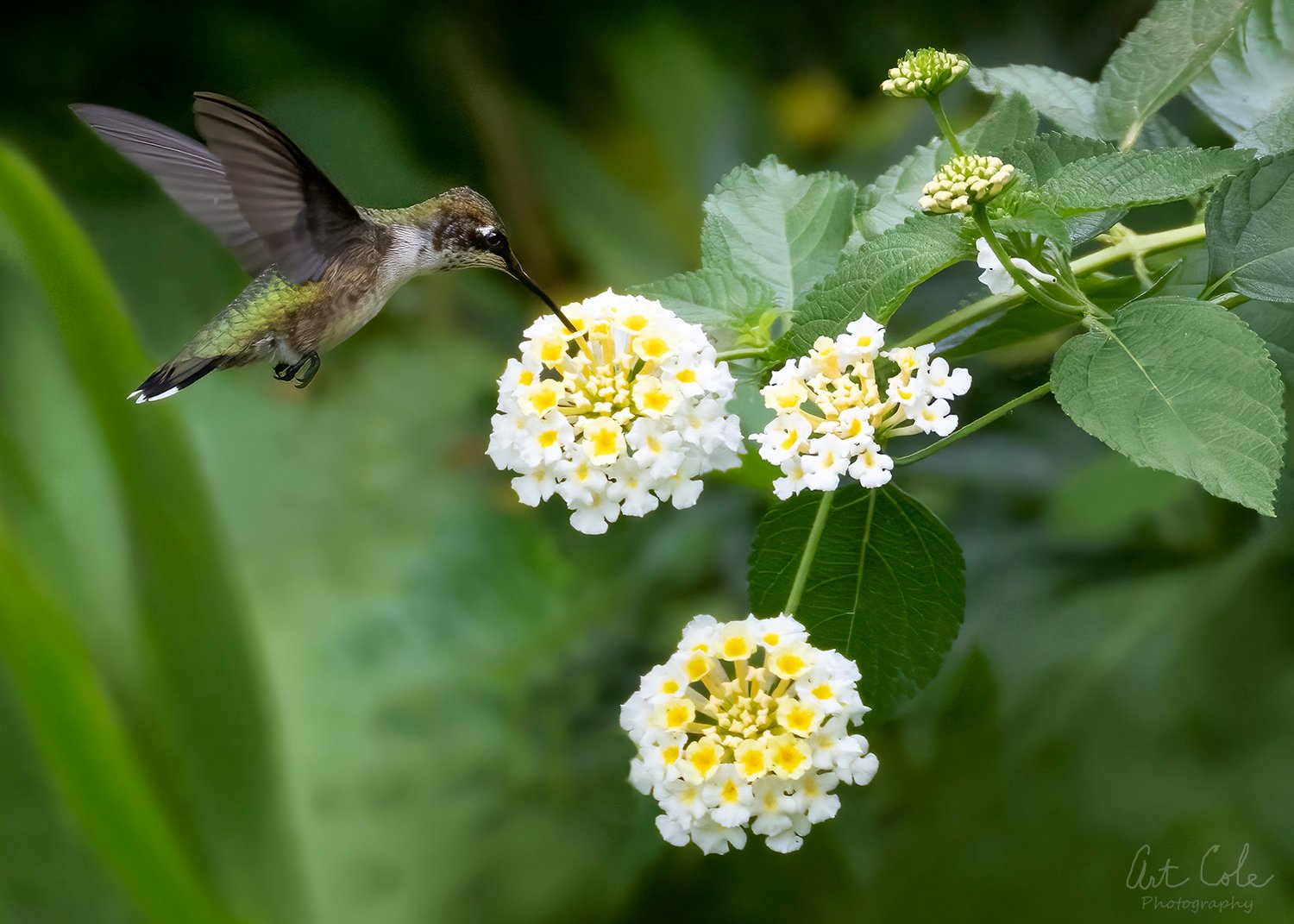 HM on whiteflowersSM.jpg