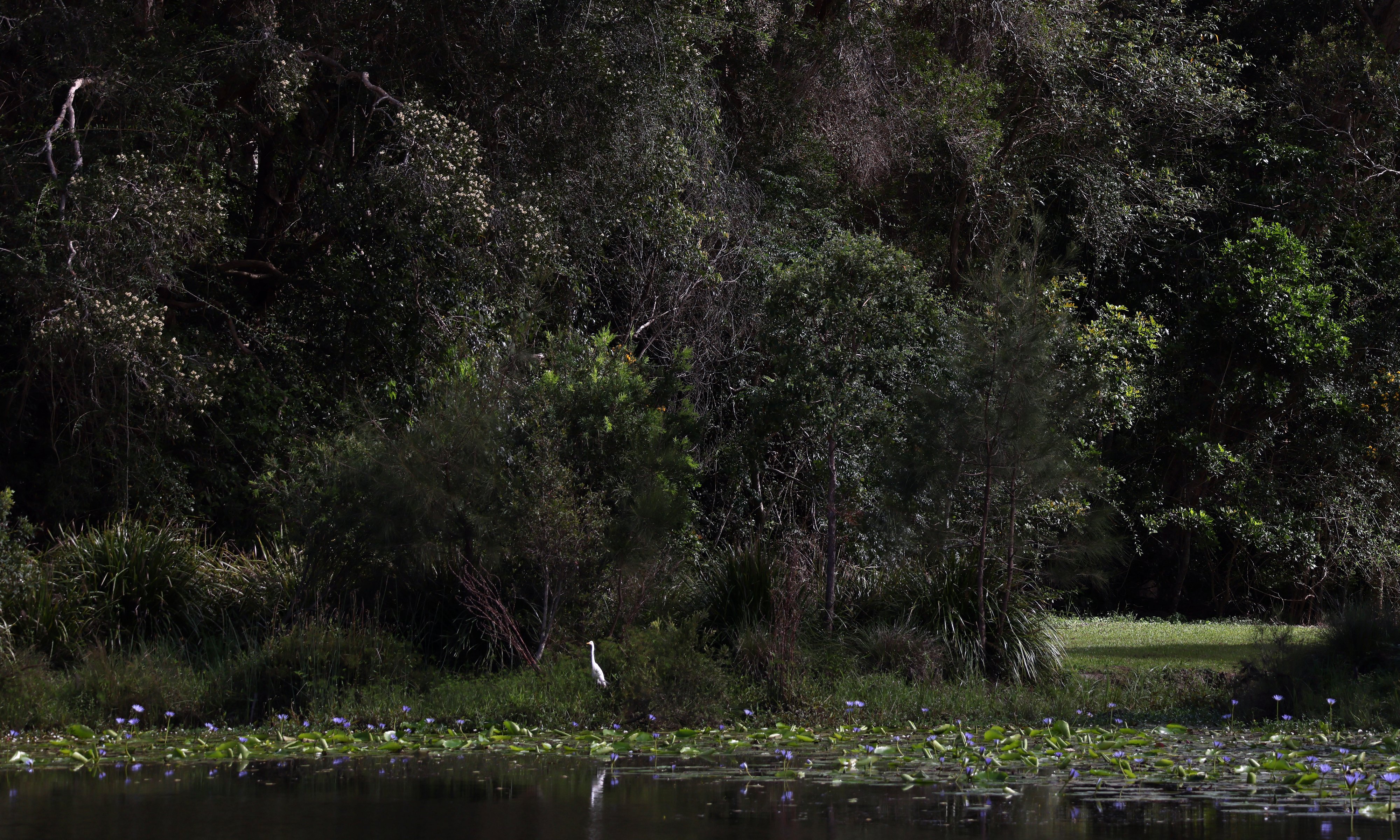 Home lake Eddy Kornhauser Reserve