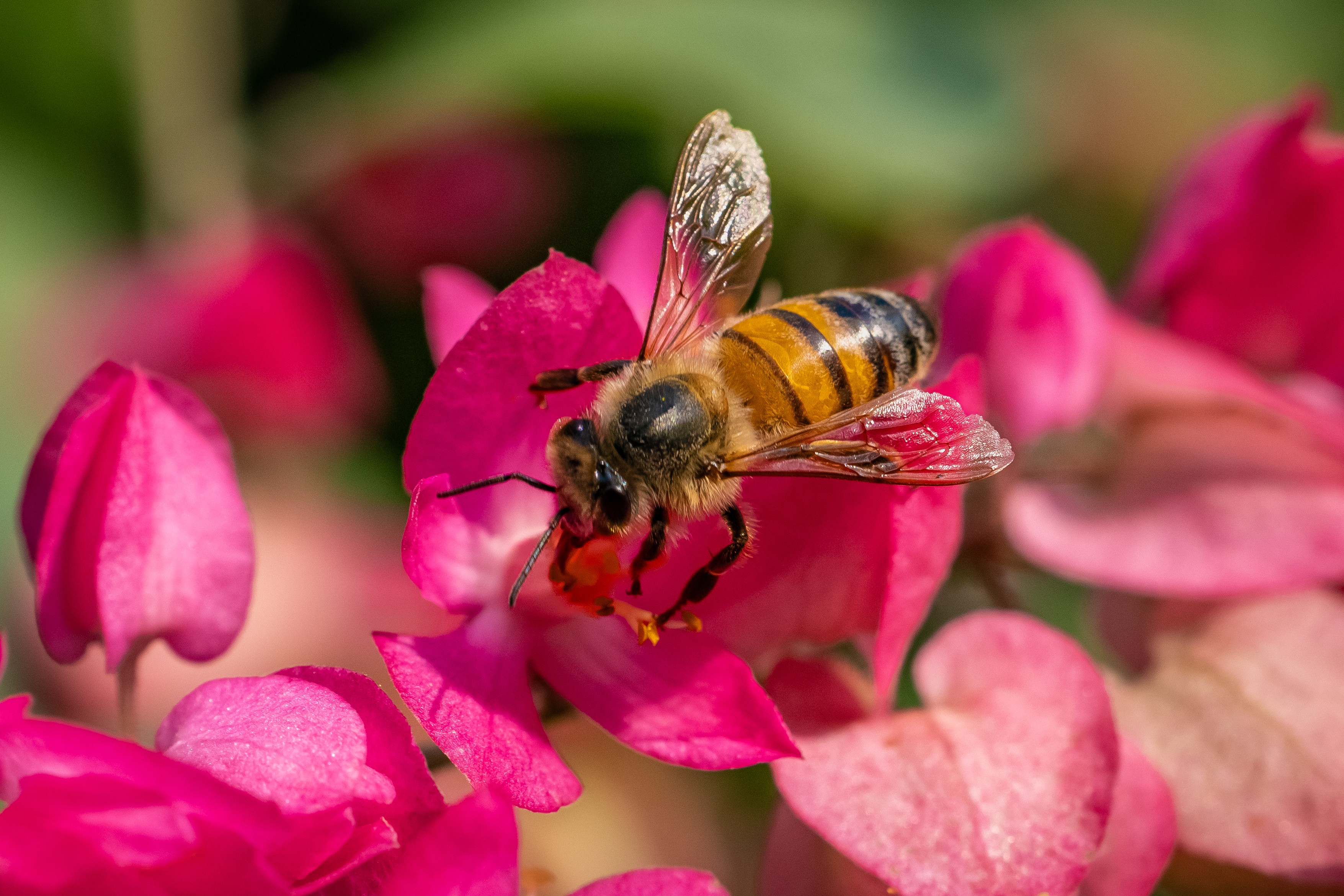 Sitemapcdatahttpsomobeldreferenzcomelegant Bees For Sale San Antonio Gallery