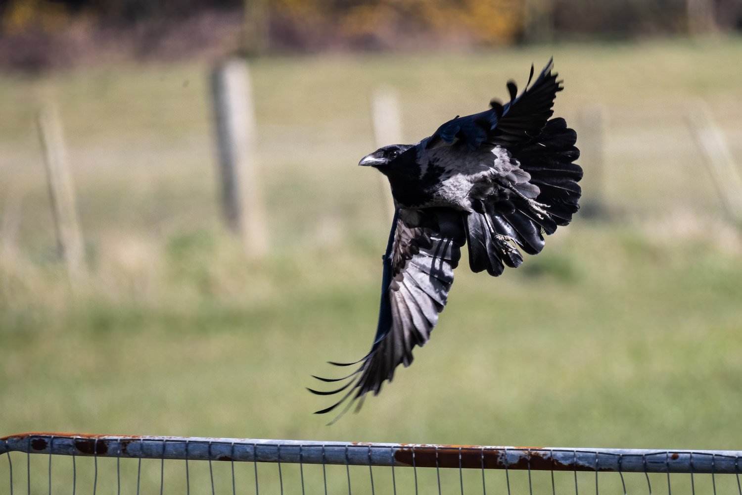 Hooded Crow