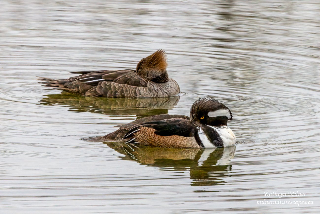 Hooded Merganzer Pair Napping