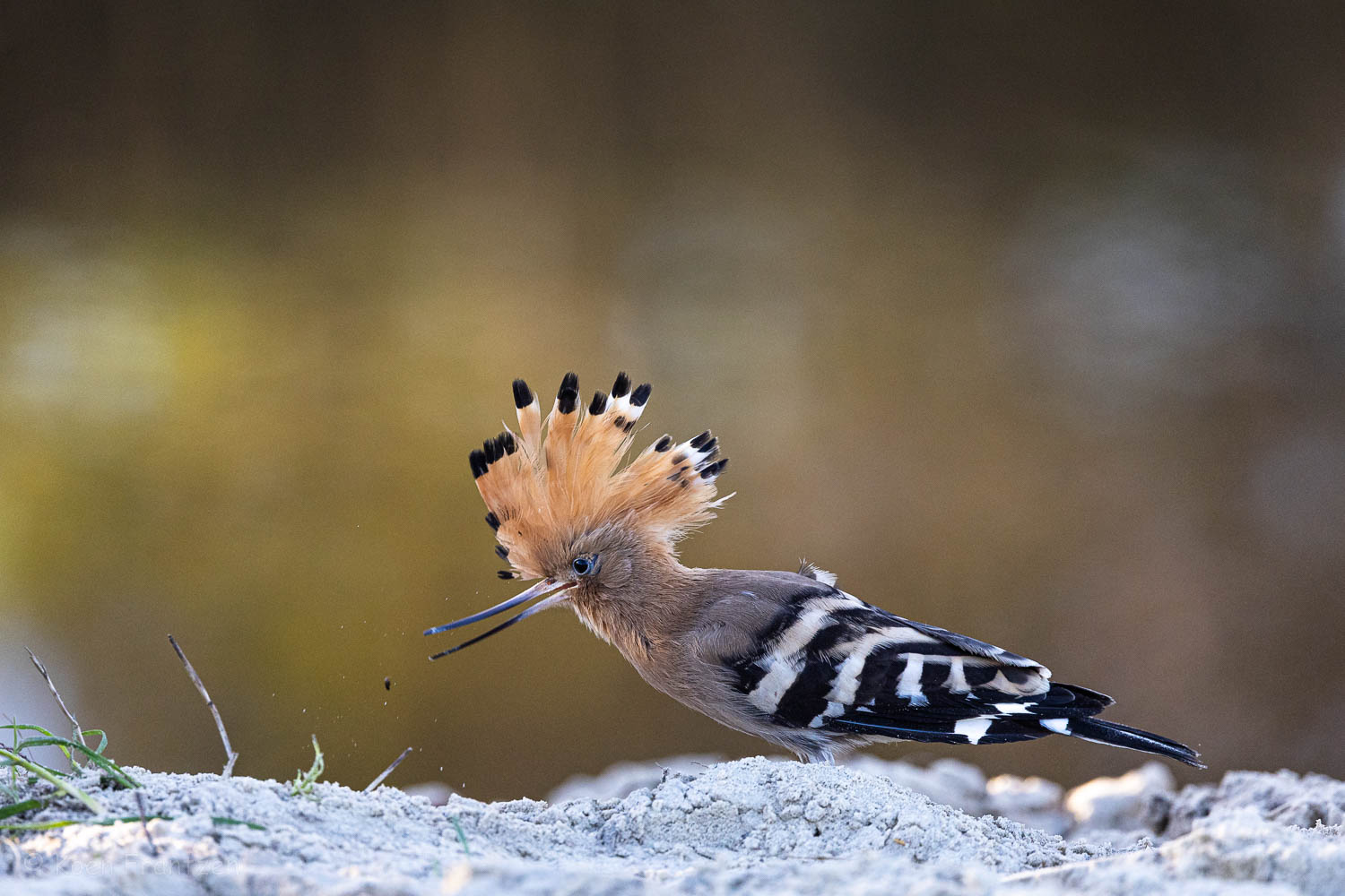 Hoopoe searching for food...