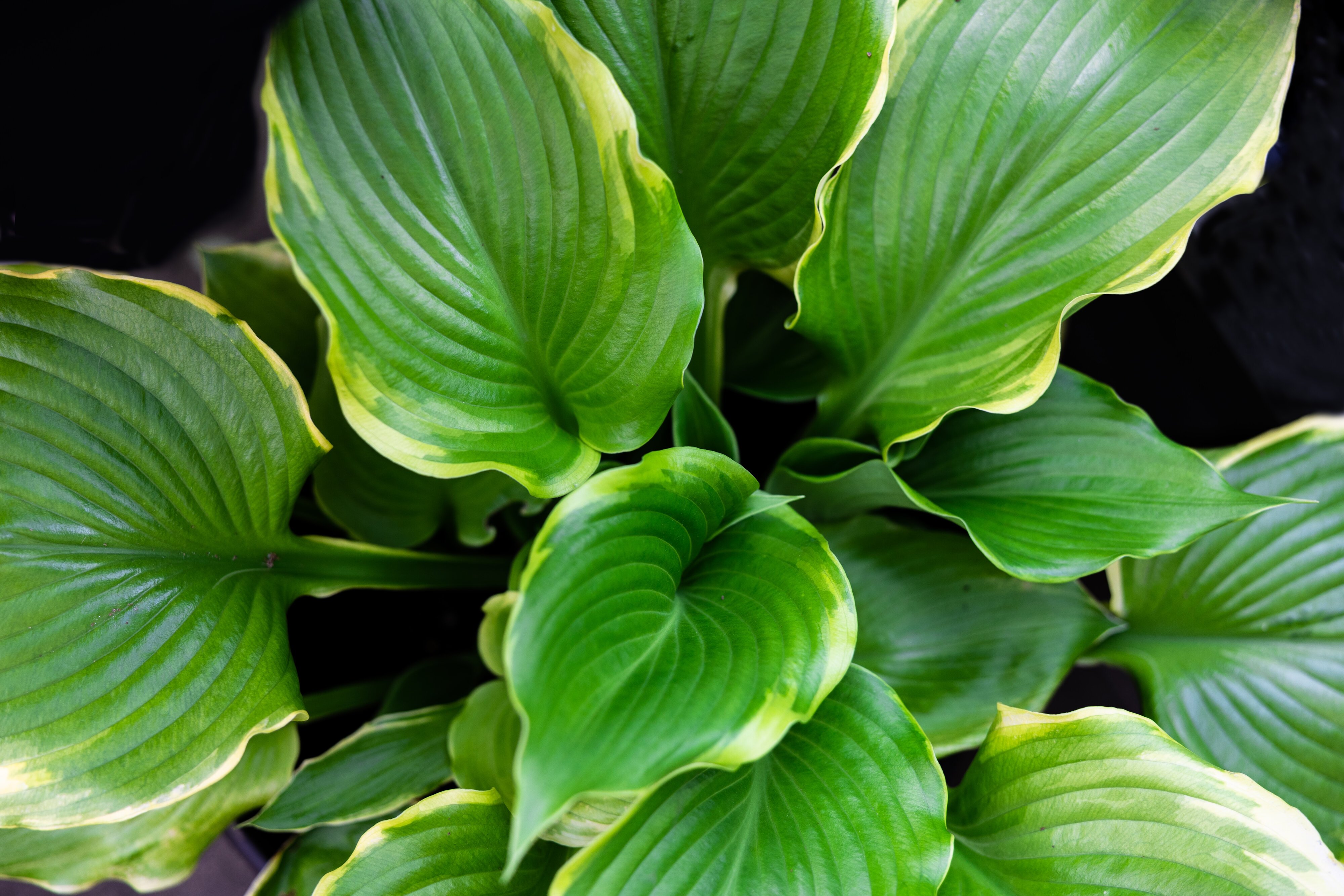 Hosta