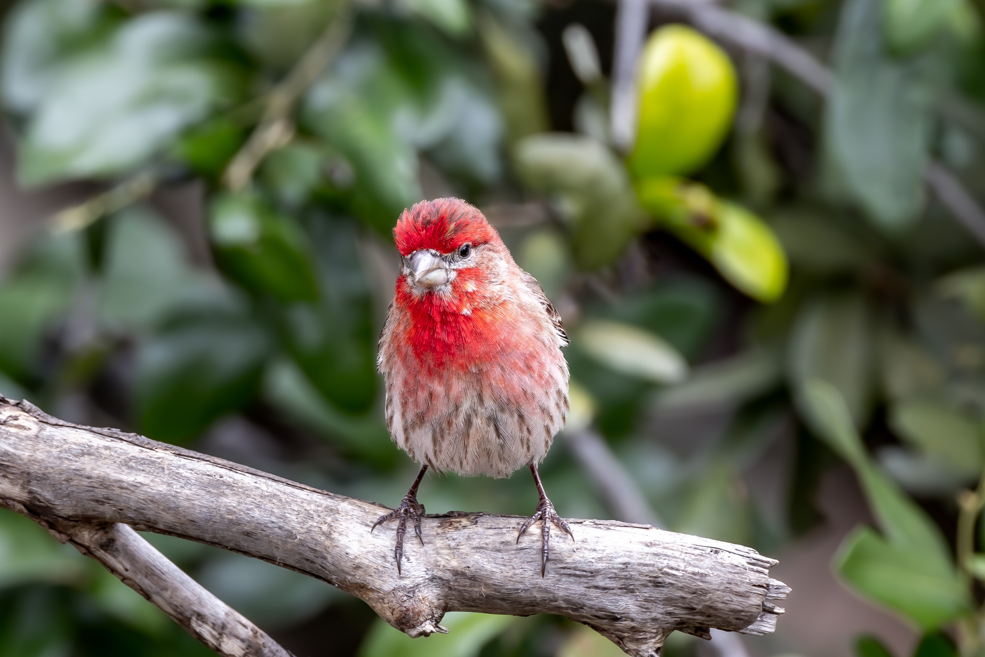 House finch… Again