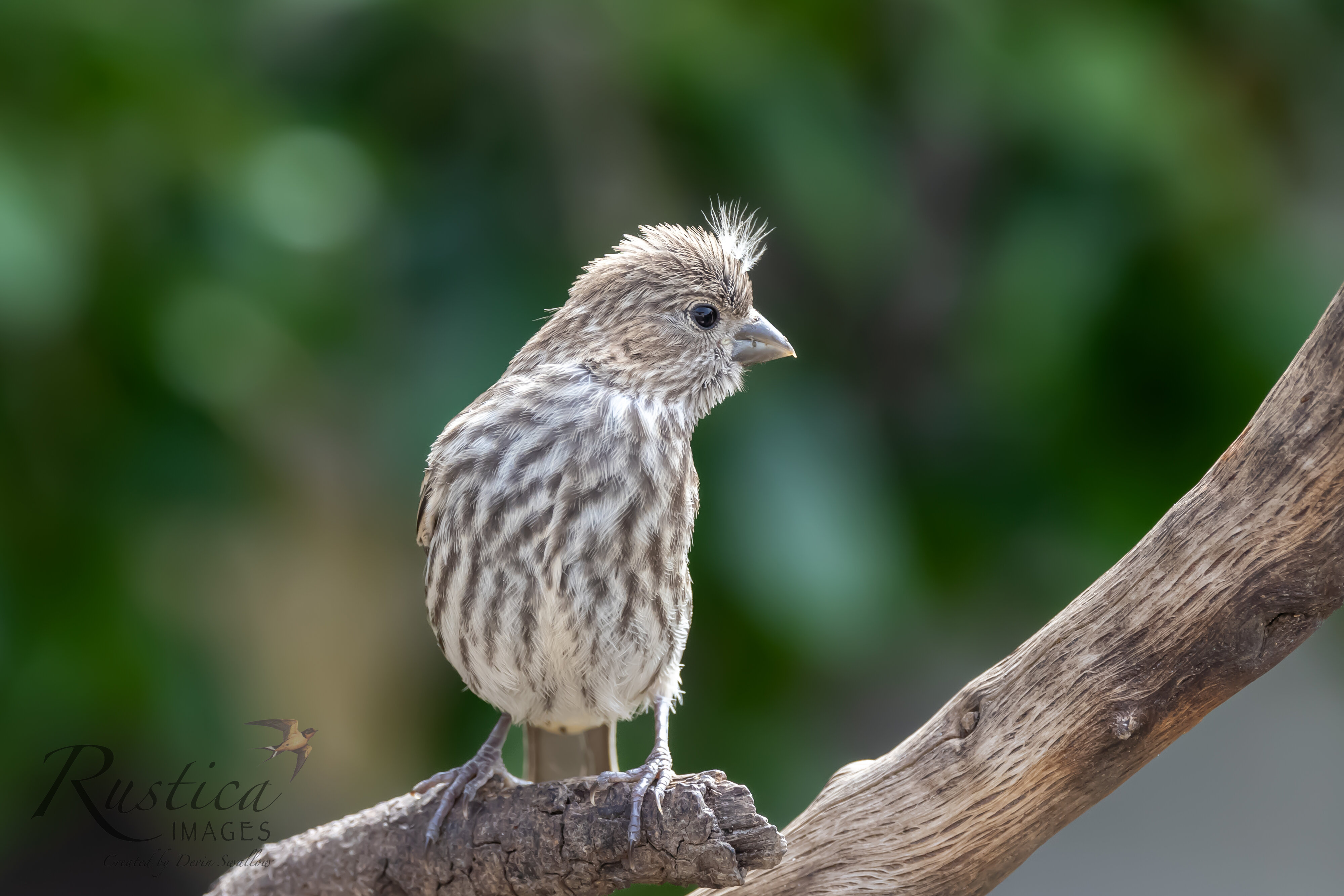 House finch, female