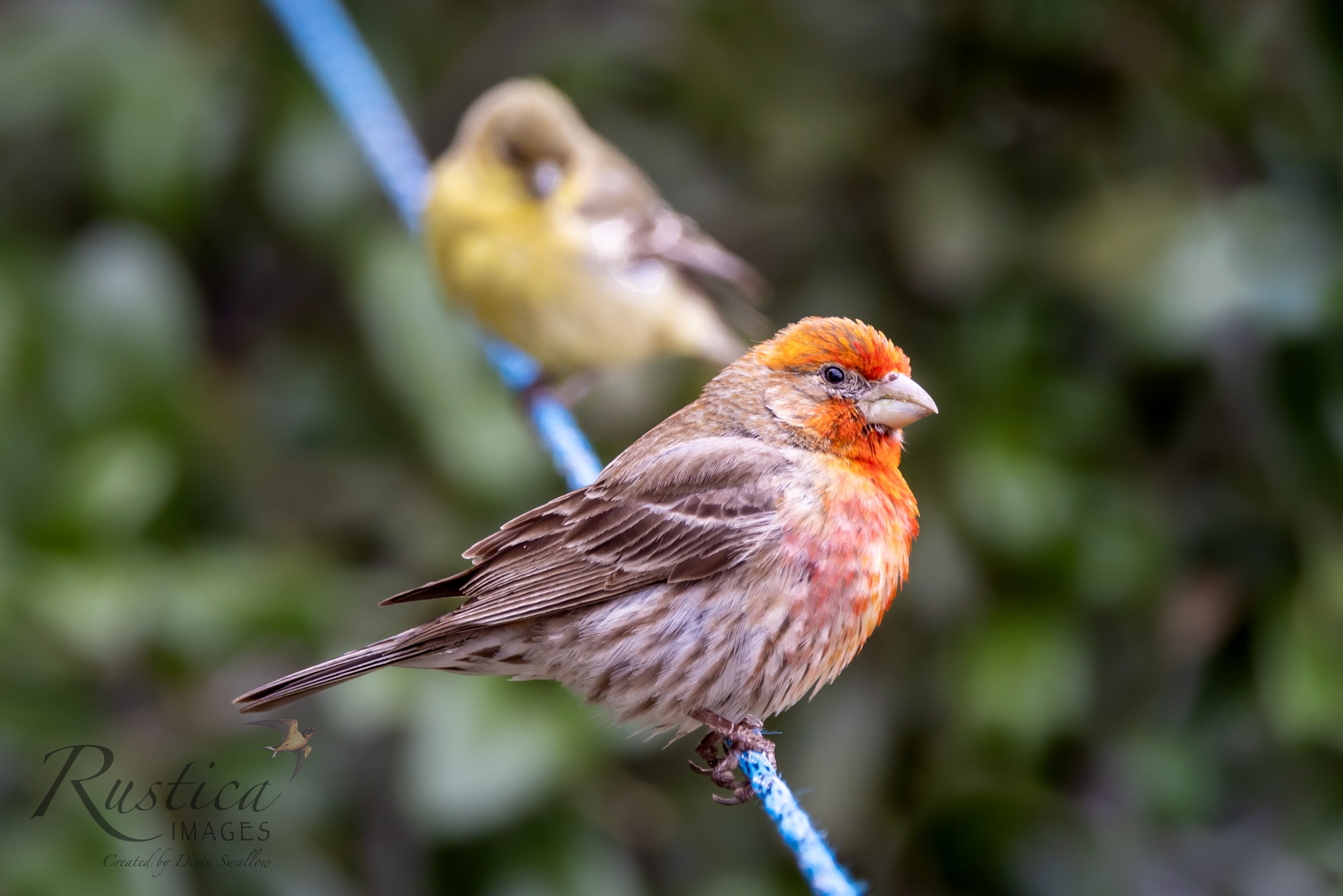 House Finch in front of lesser goldfinch