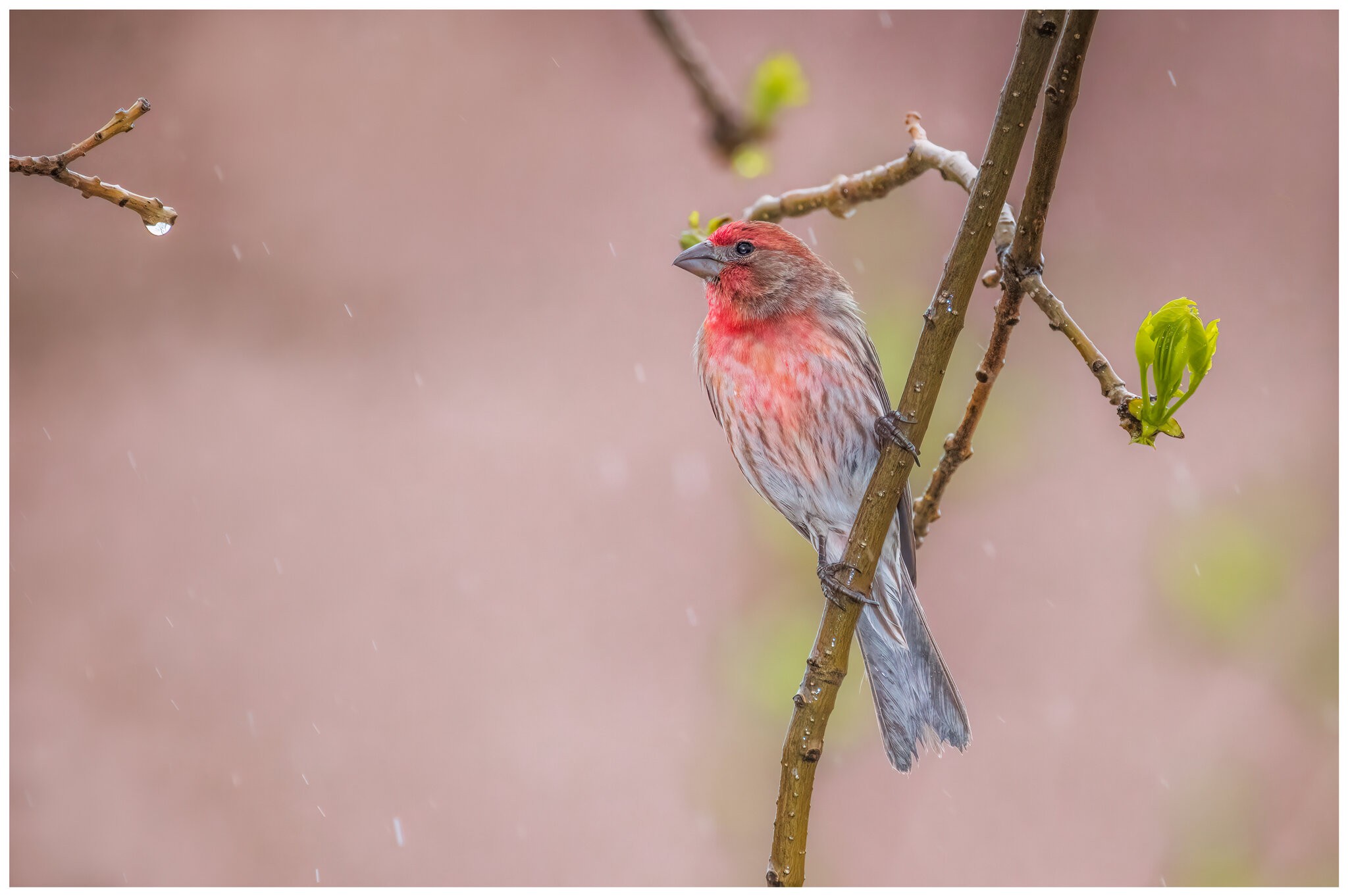 House Finch.jpg