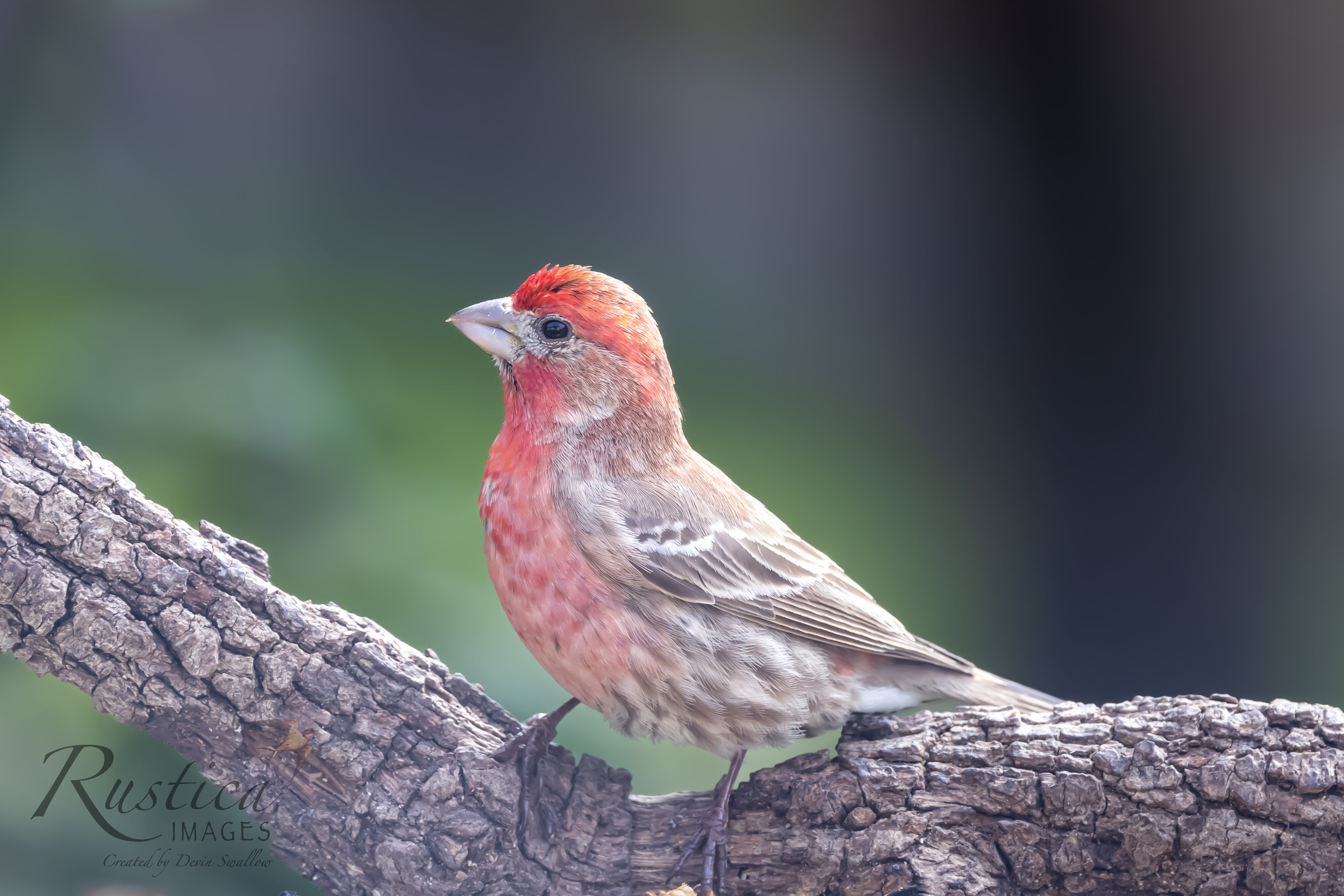 House finch, male