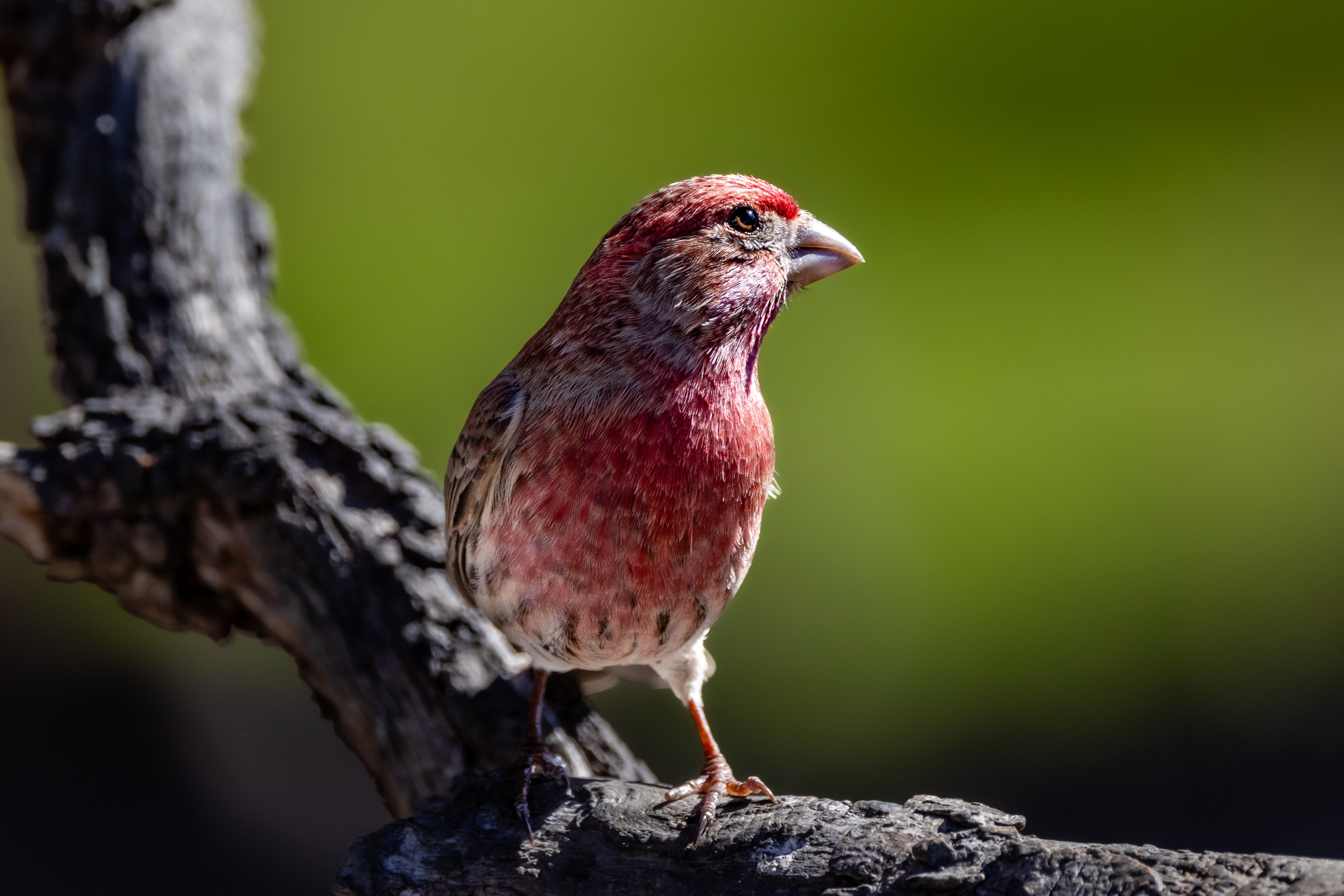 House Finch