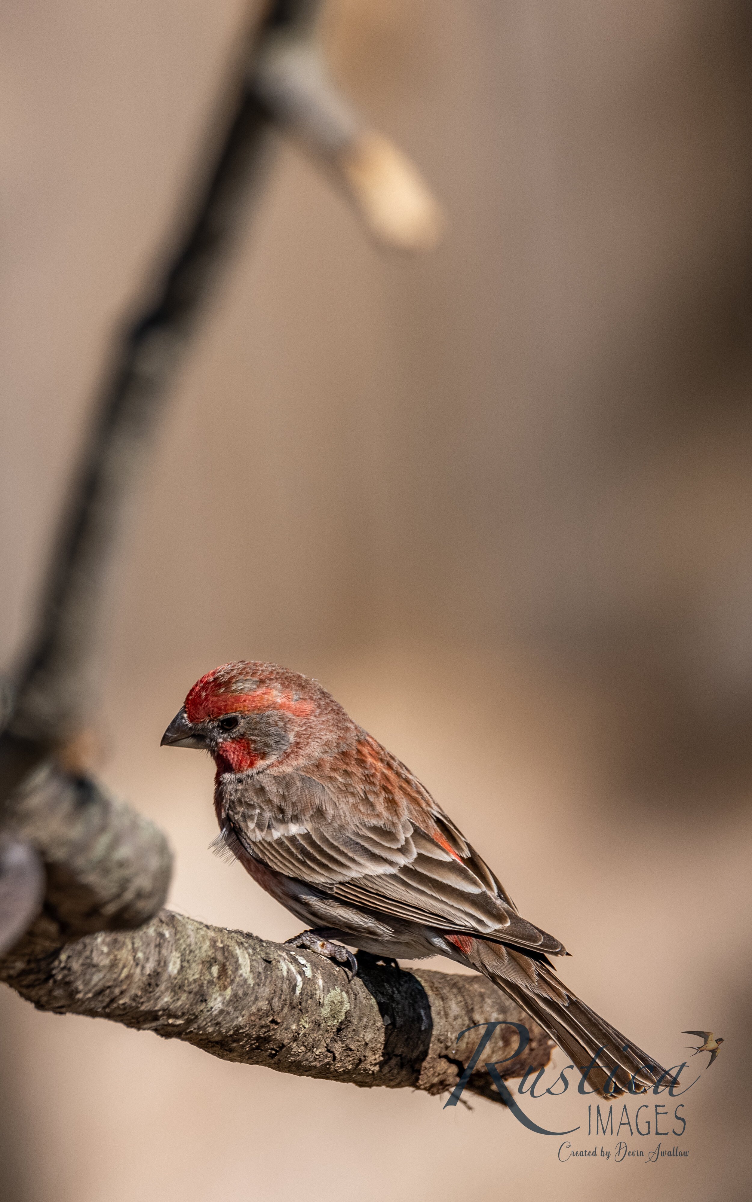 House Finch