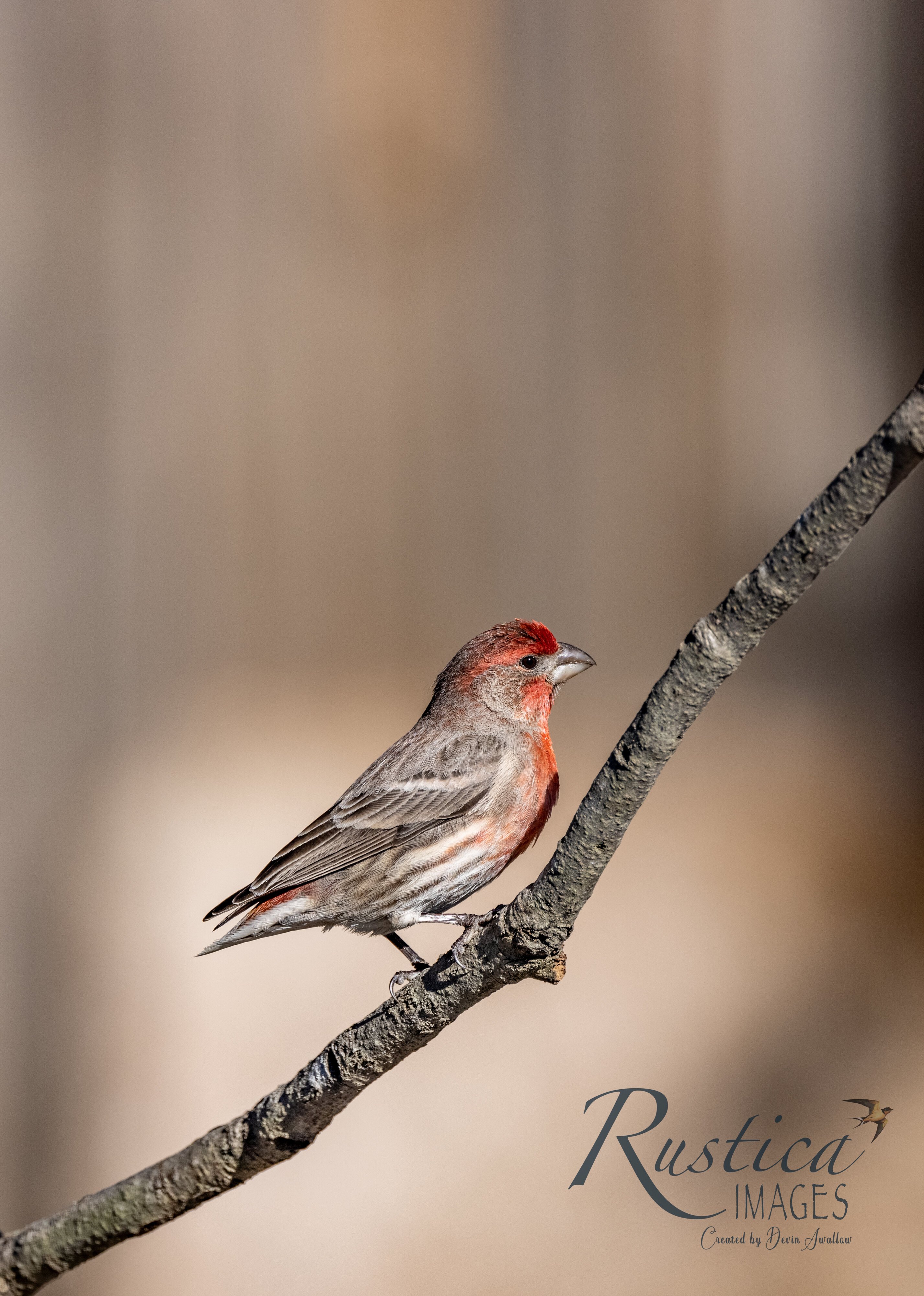 House Finch