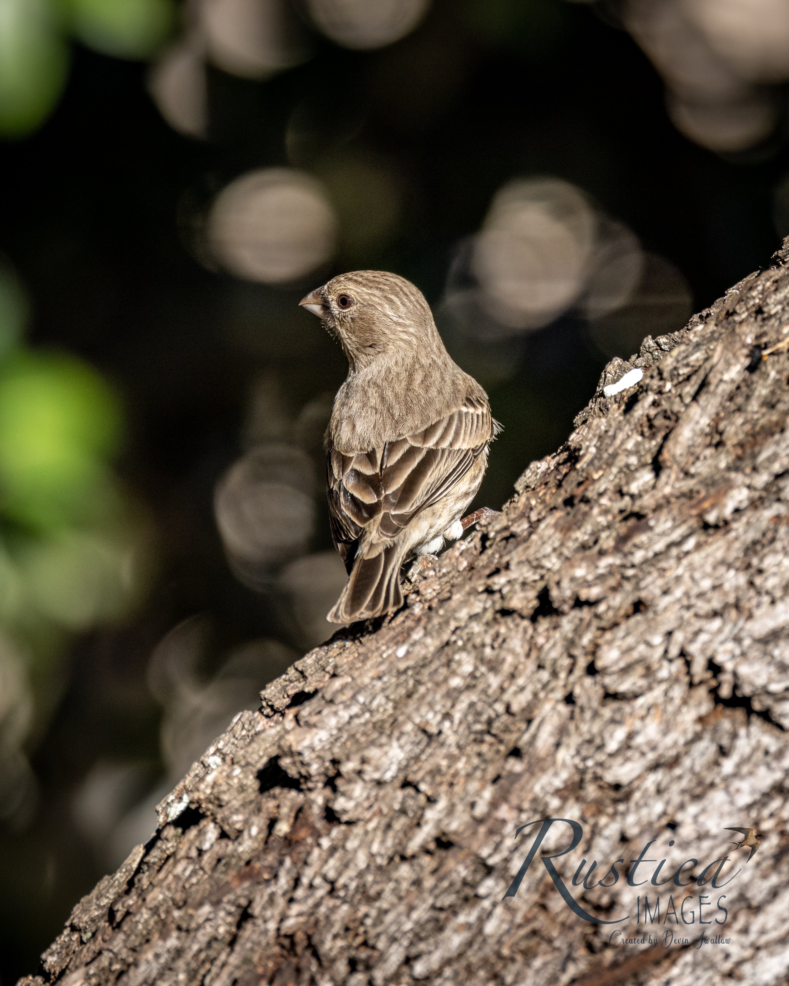 House Finch