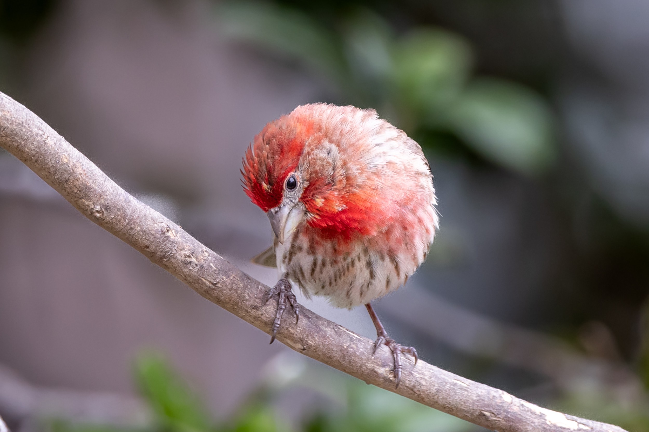 House finch