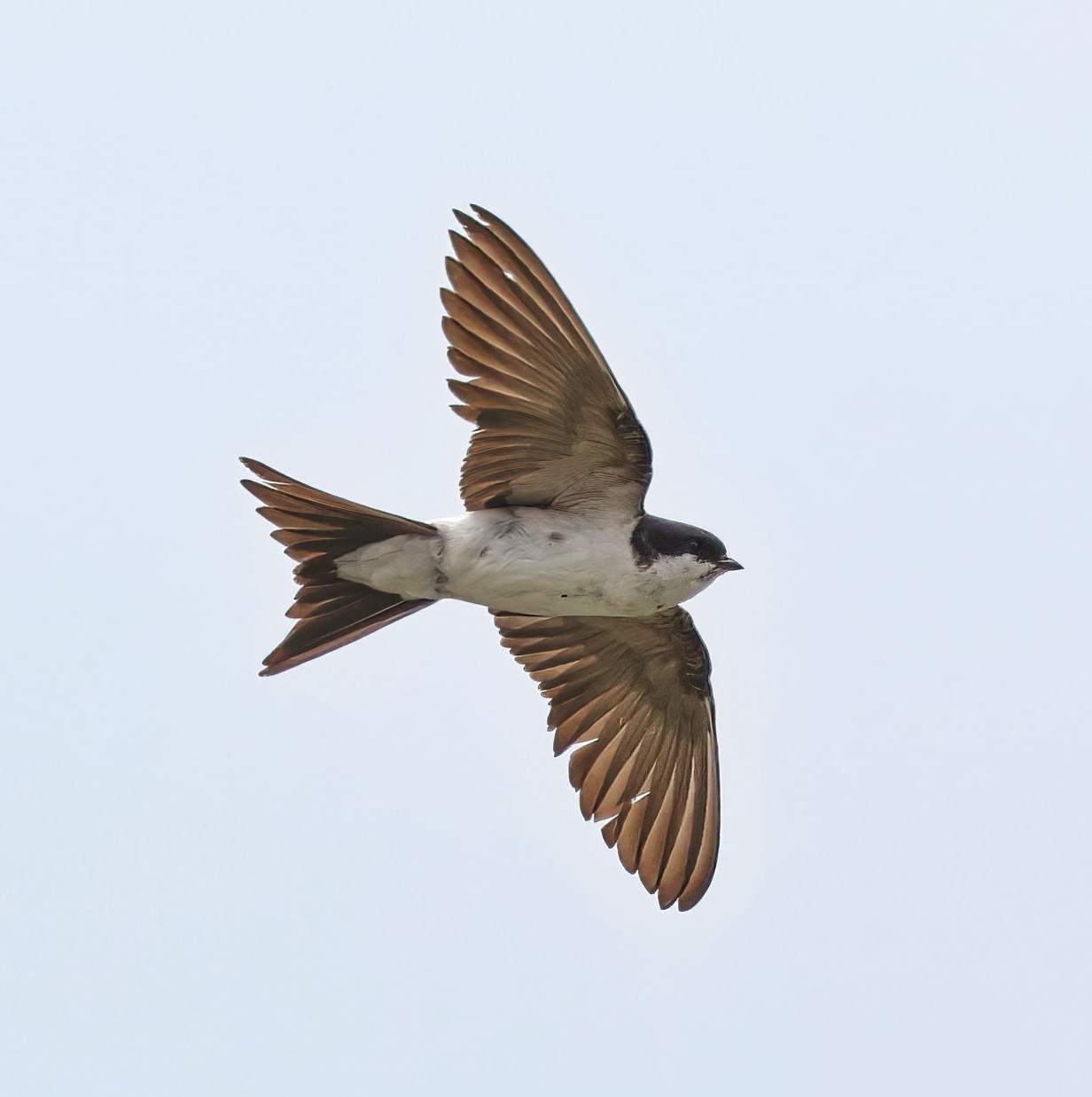 House martin.JPG