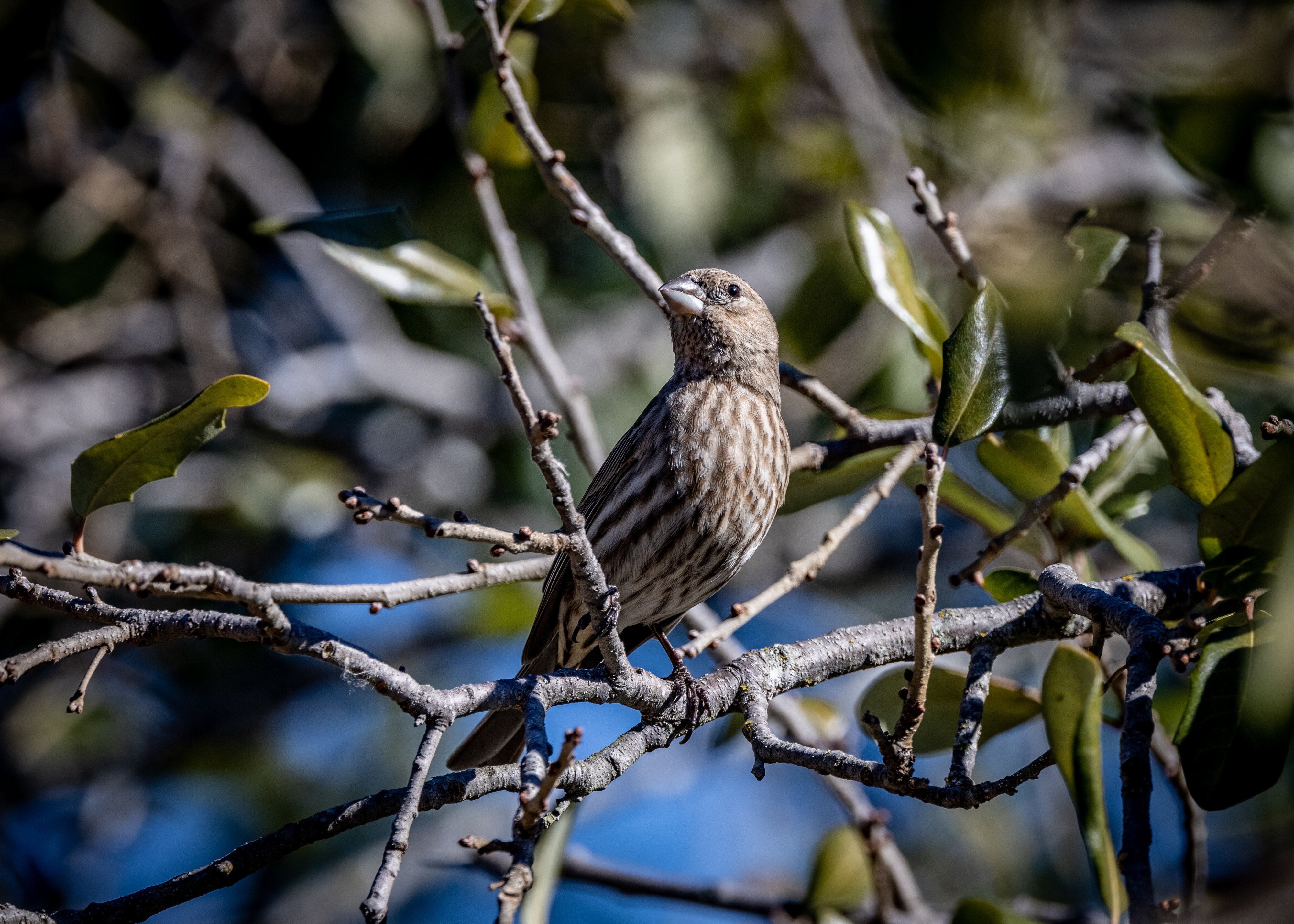 House Wren (f) (San Antonio)