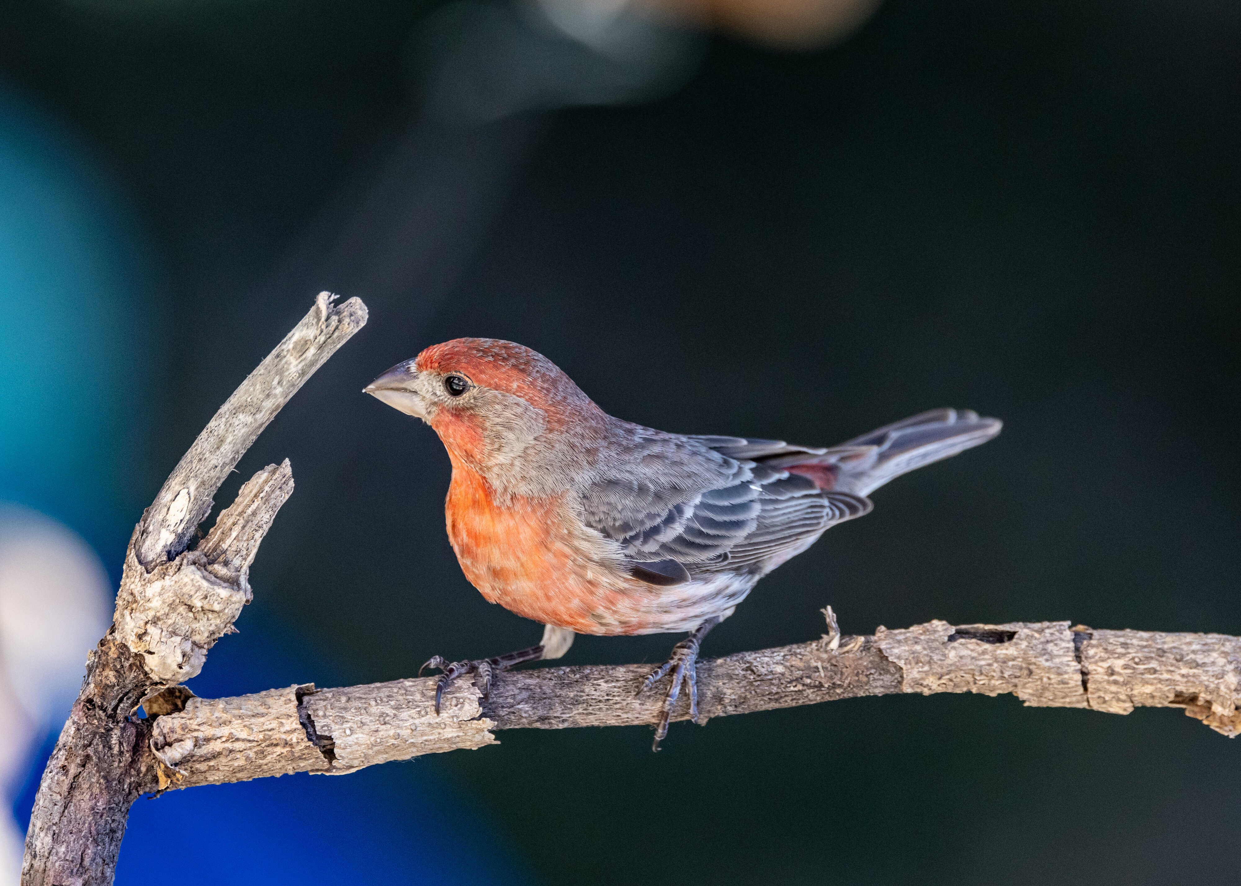 House Wren (m) (San Antonio)