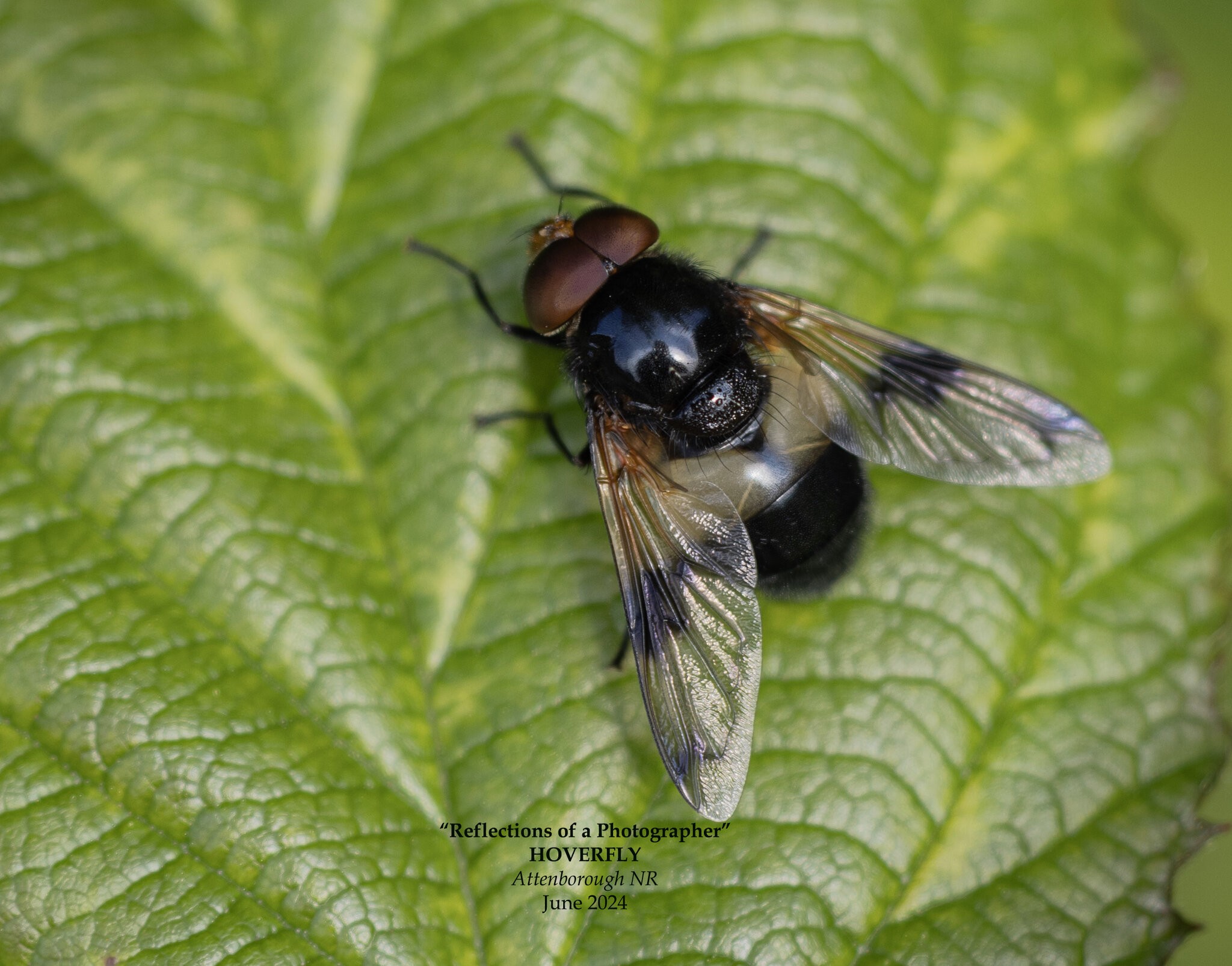 Hover Fly (variant) 2.jpg