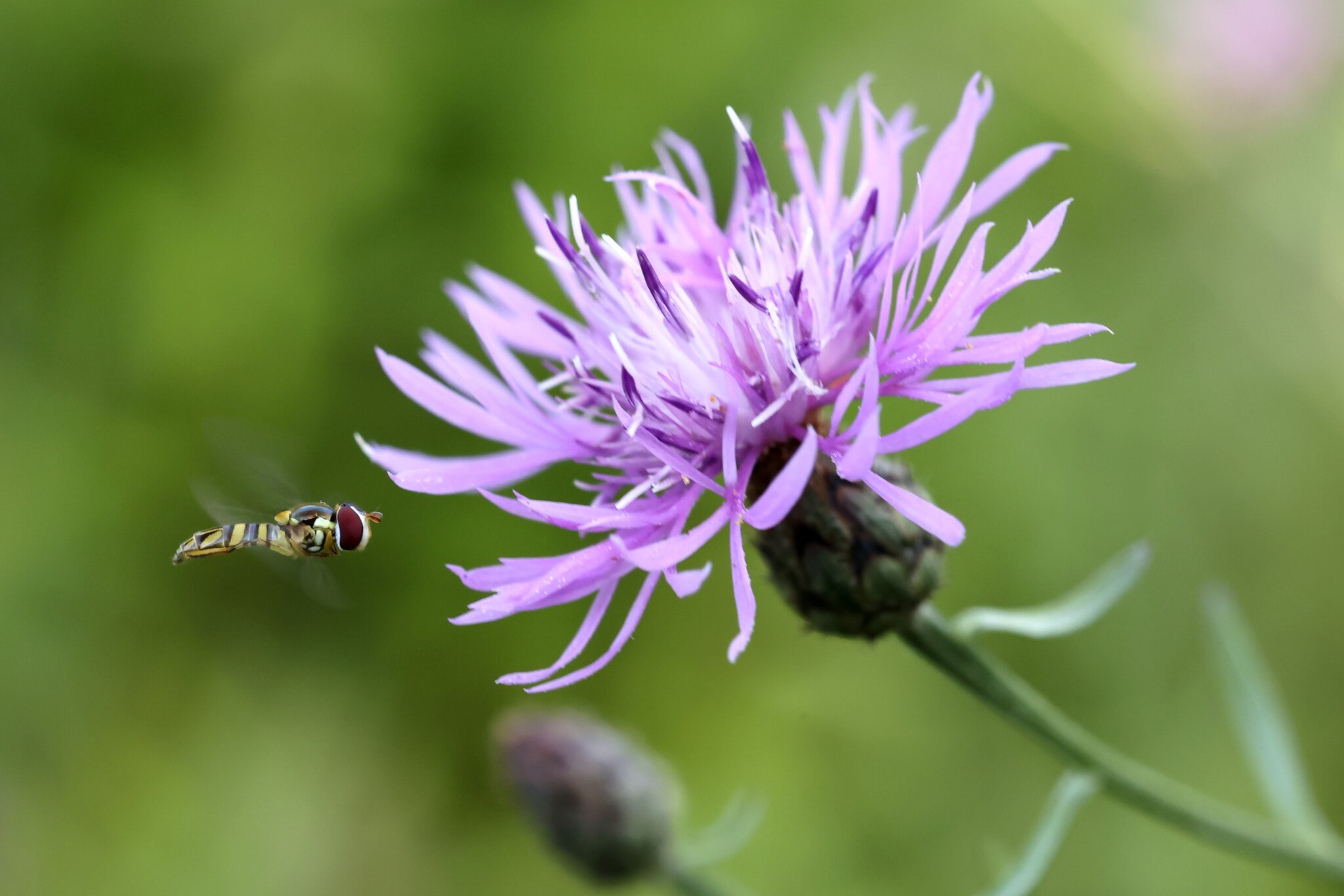 Hoverfly in Hover Mode