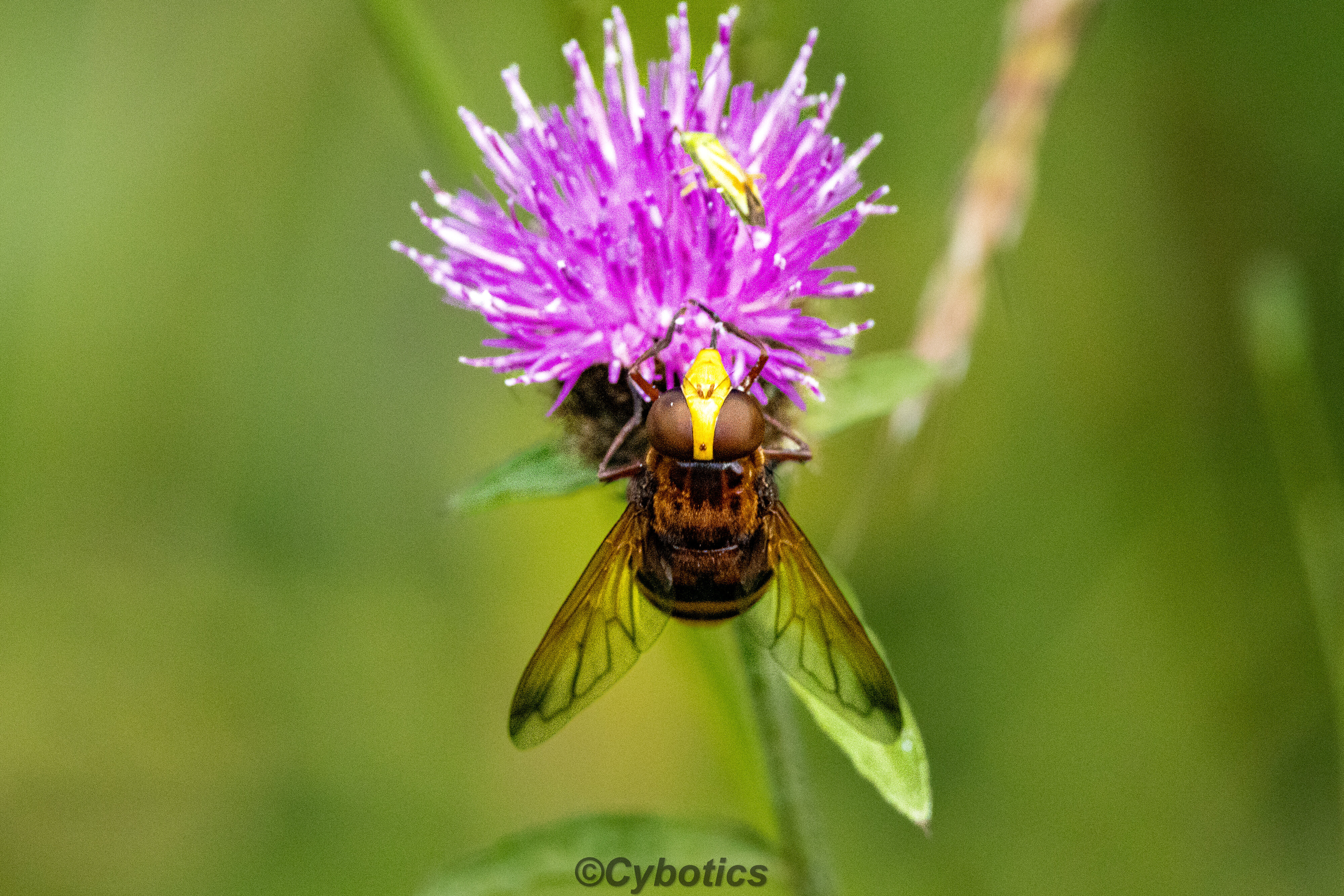 Hoverfly