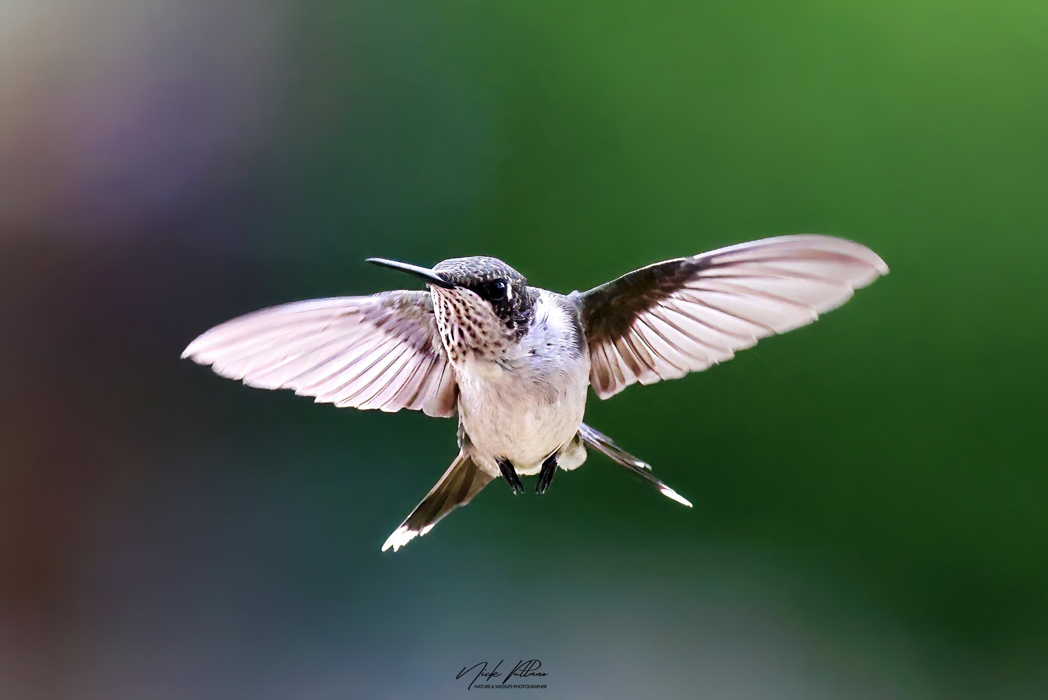 Hummingbird-1